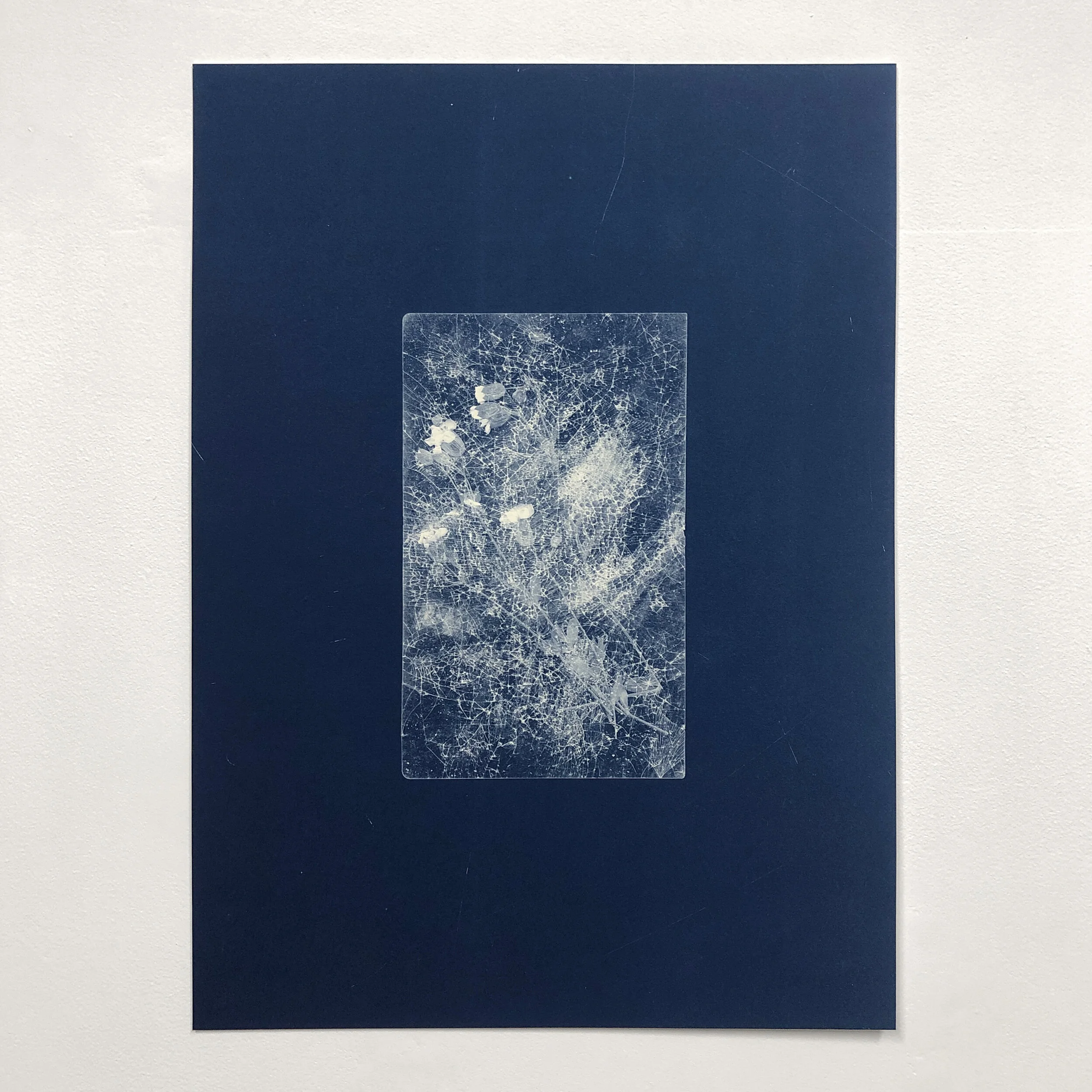   Siliene Uniflora Lenovo Yoga Tab 3 Pro , 2020, 50x36cm, Cyanotype on Waterford Saunders 300gsm  