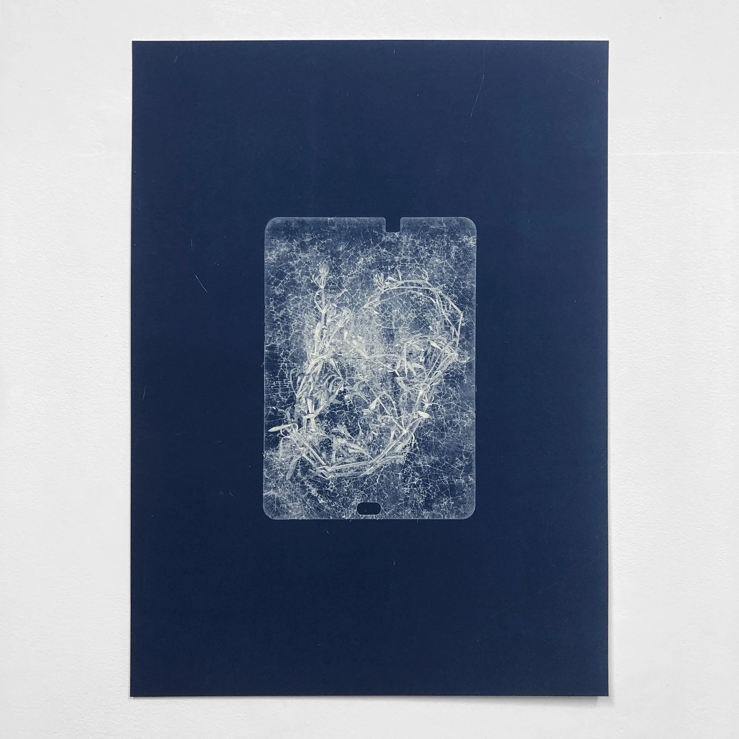   Galium Aparine Samsung Galaxy Tab S3 , 2020, 50x36cm, Cyanotype on Waterford Saunders 300gsm  