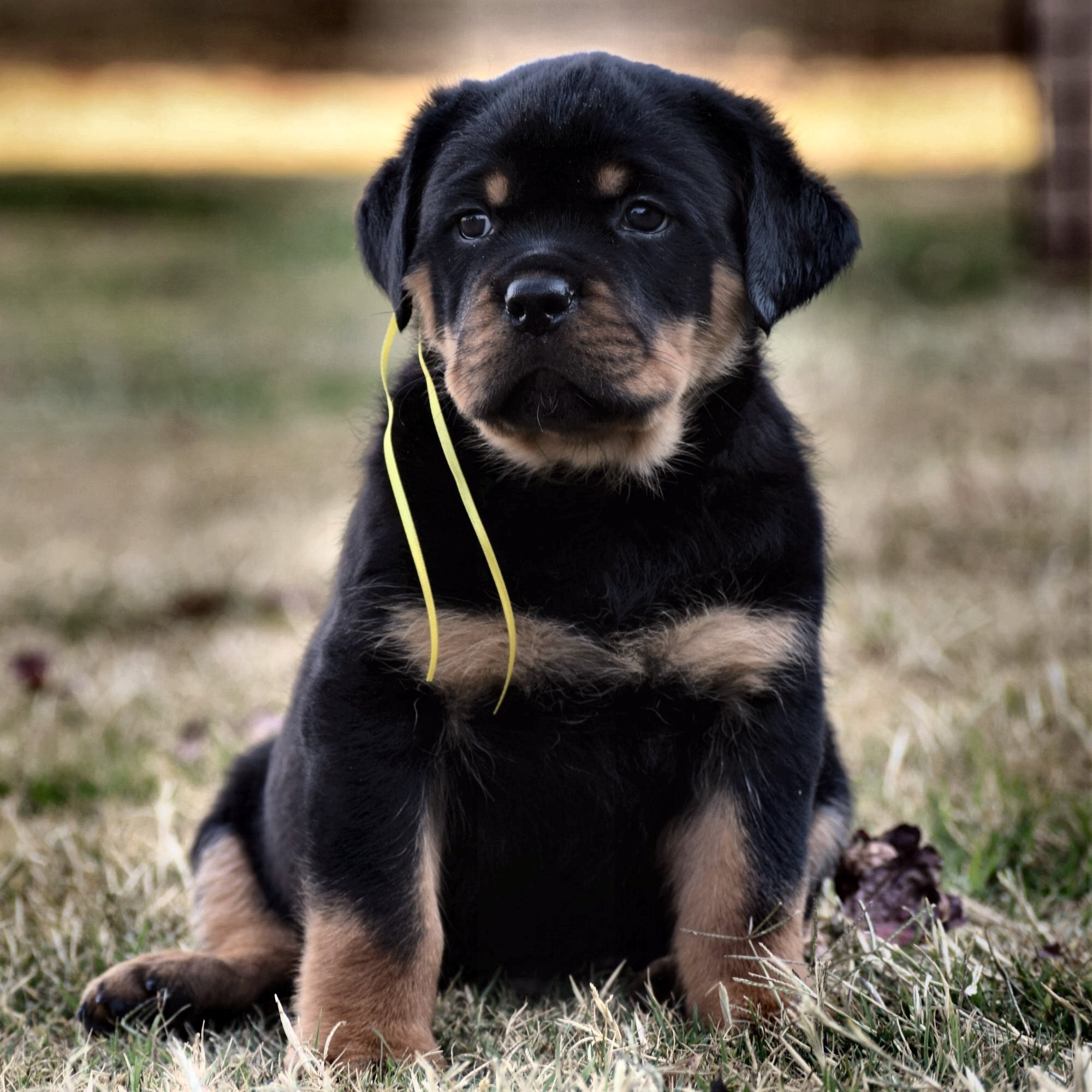 How Many Puppies Are In A Rottweiler Litter