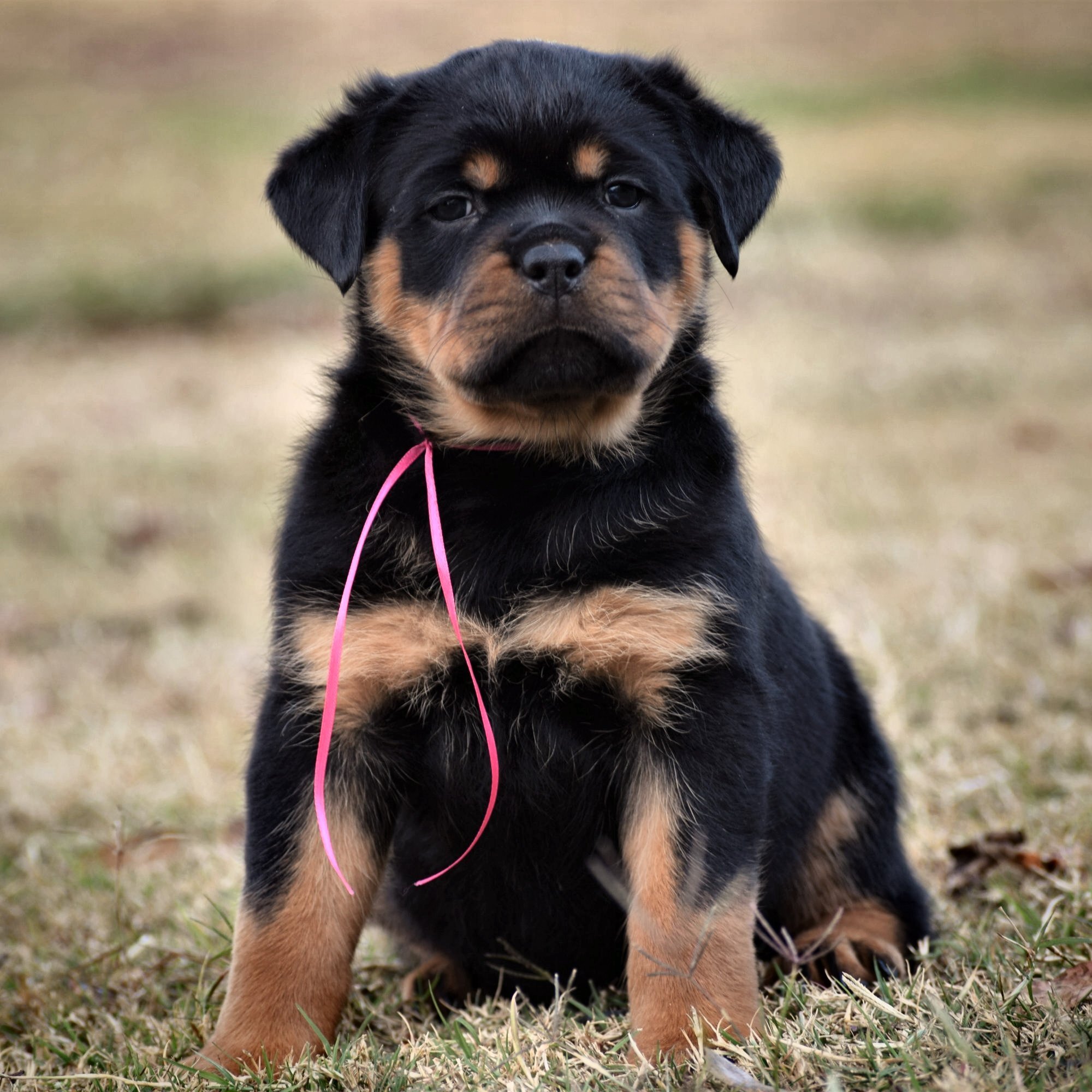 female rottweiler puppies