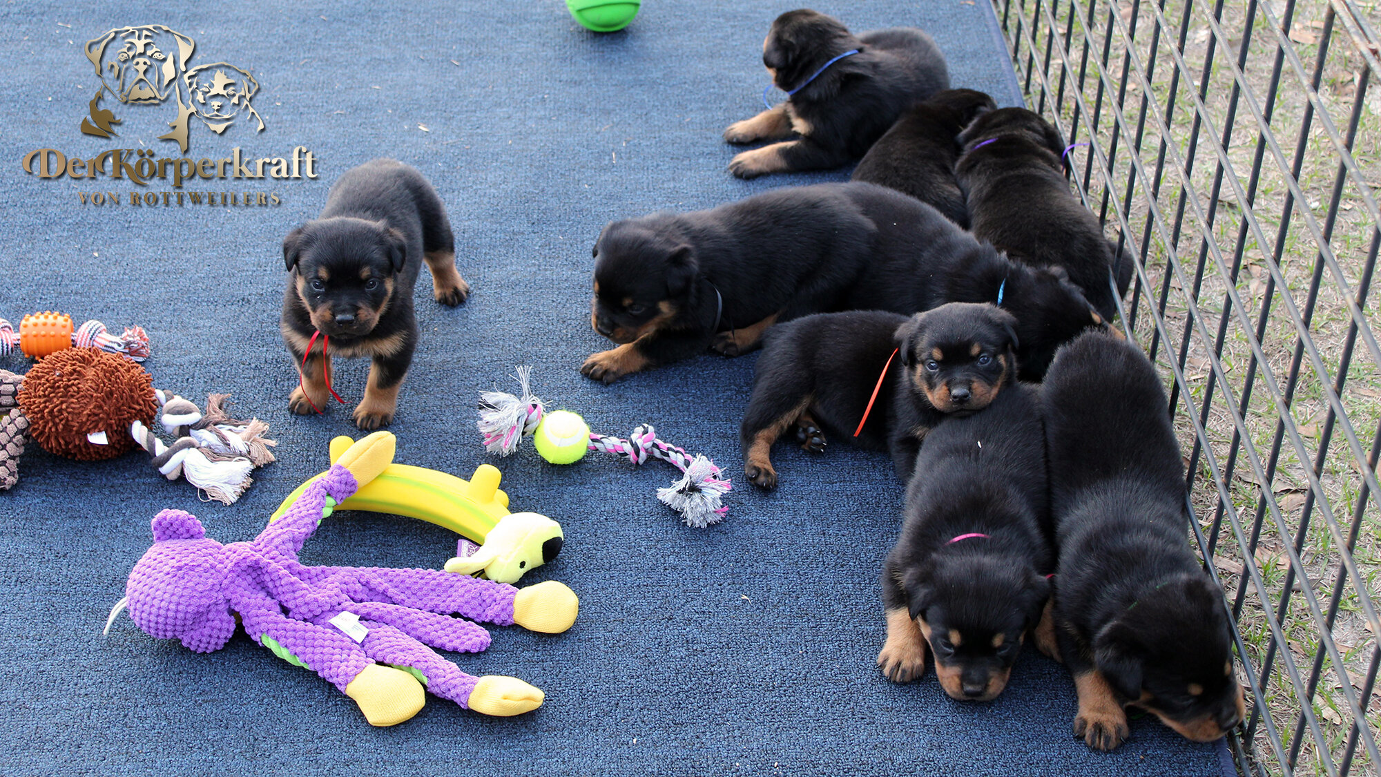 DKV Rottweilers | German Rottweiler Puppies For Sale | DKV Rottweilers ...