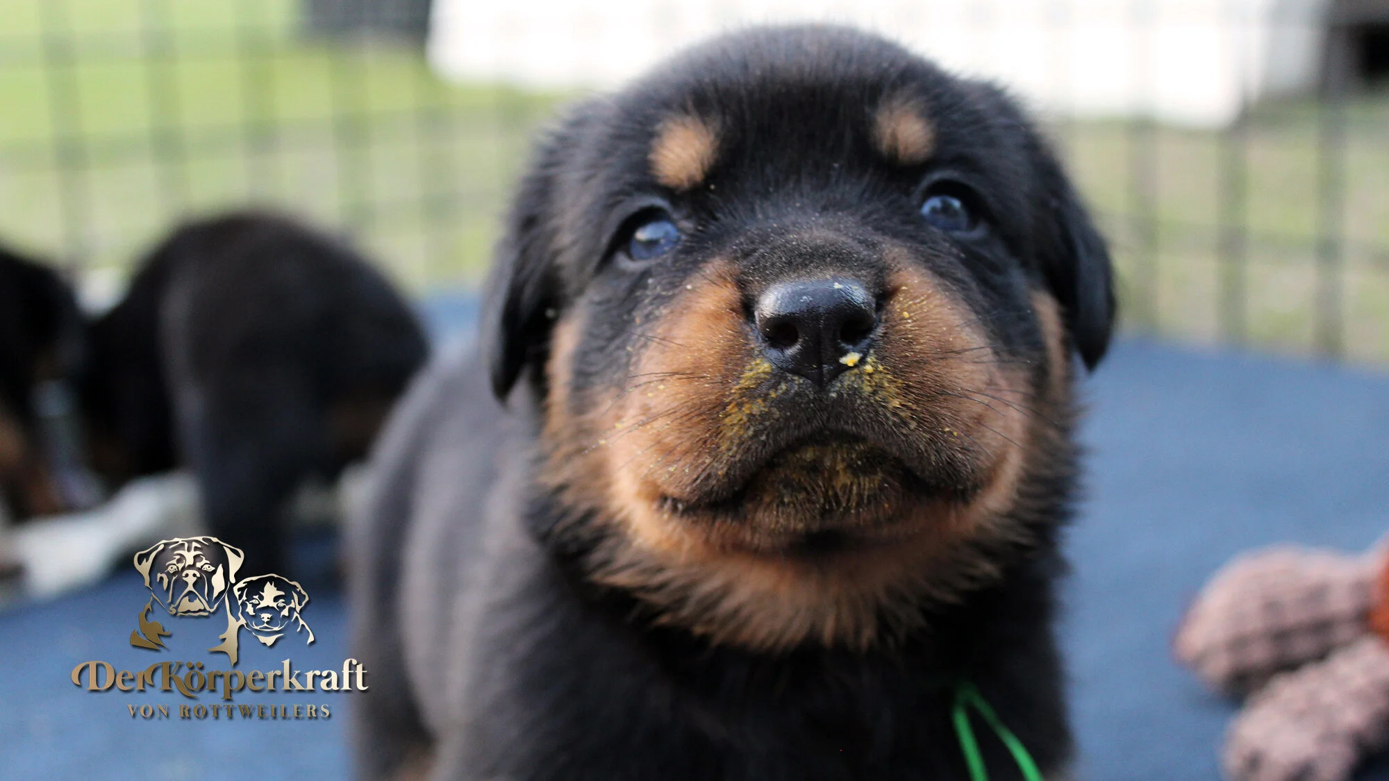 DKV Rottweilers | German Rottweiler Puppies For Sale | DKV Rottweilers ...