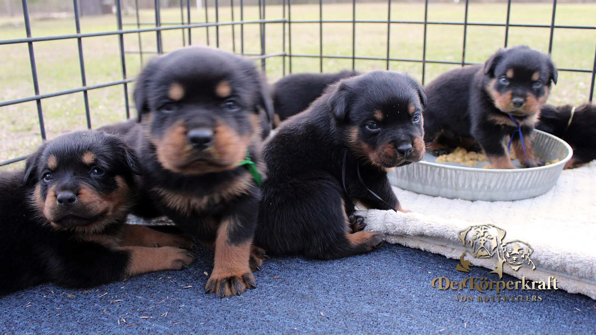 DKV Rottweilers | German Rottweiler Puppies For Sale | DKV Rottweilers ...