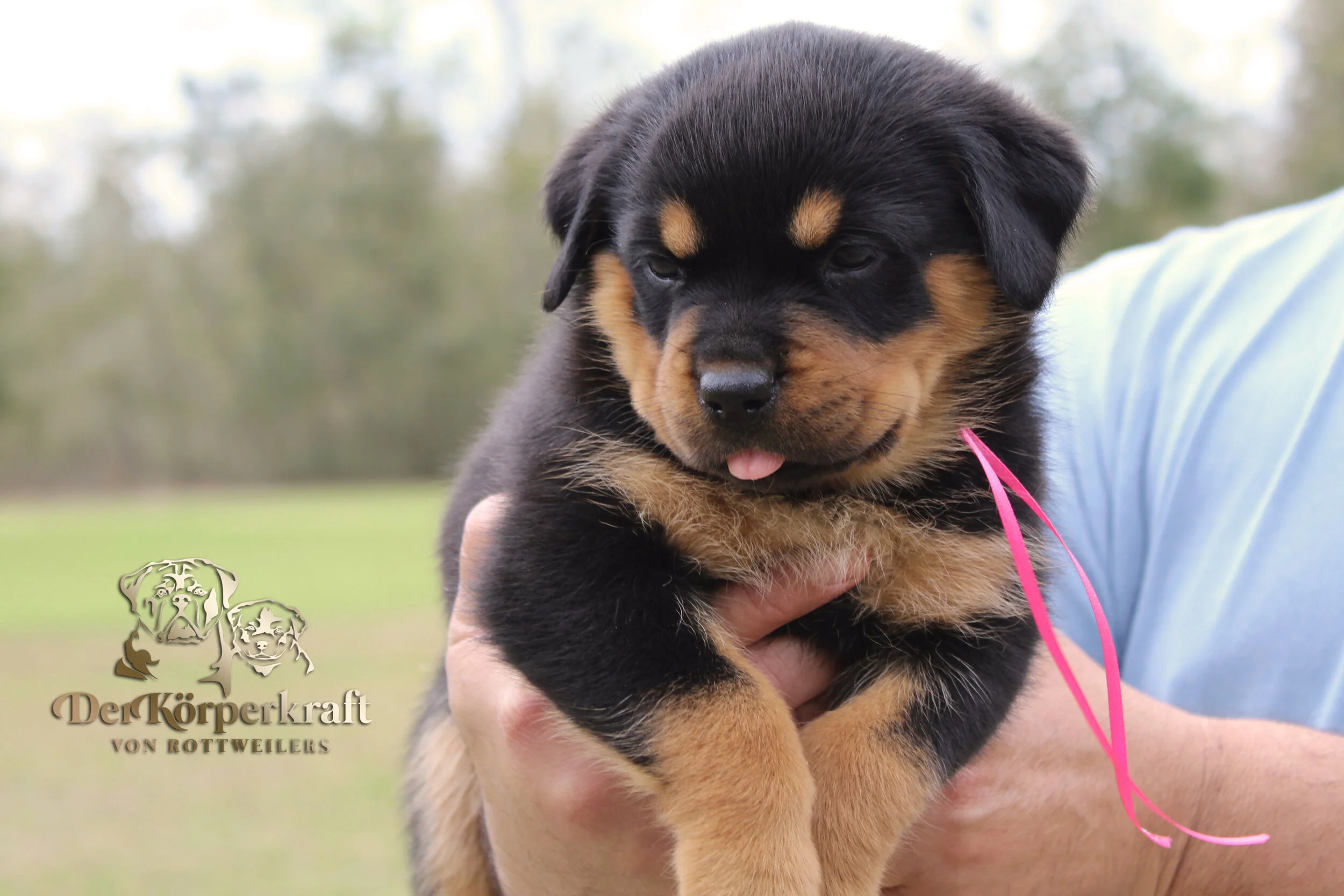 DKV Rottweilers | German Rottweiler Puppies For Sale | DKV Rottweilers ...