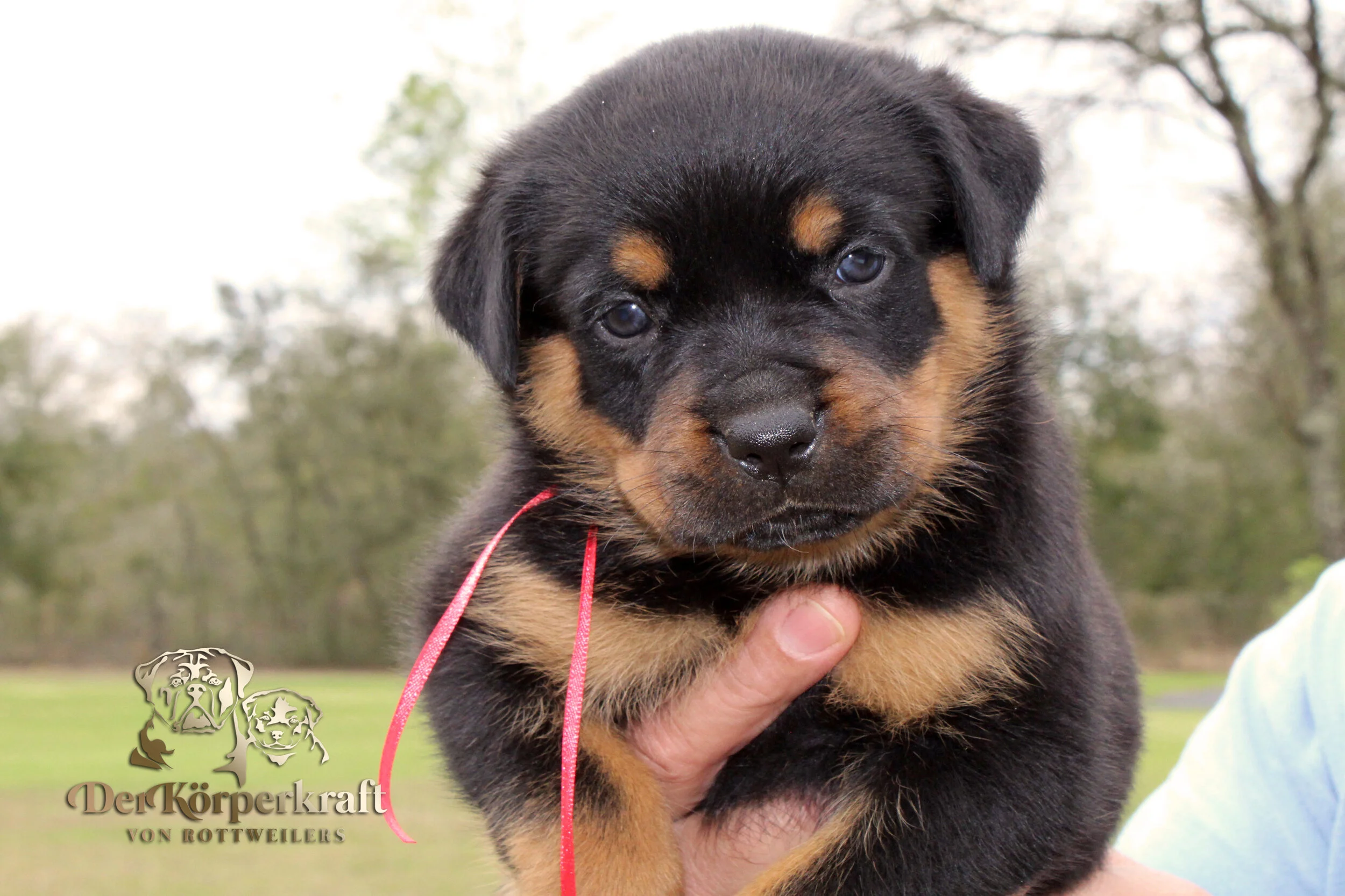 DKV Rottweilers German Rottweiler Puppies For Sale DKV Rottweilers