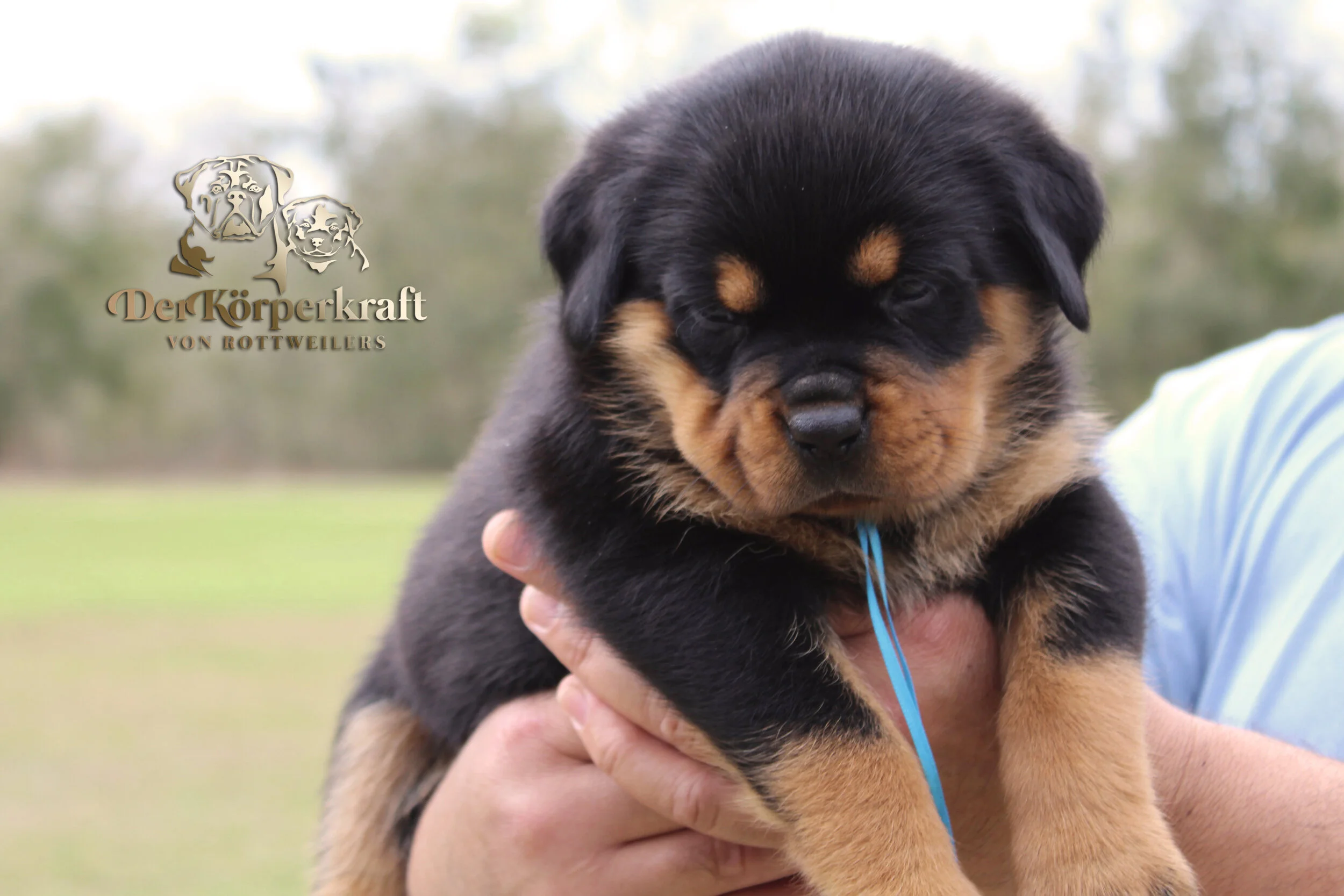 5B-Rocky-Gypsy-5wk-Female-Turquoise (5).JPG