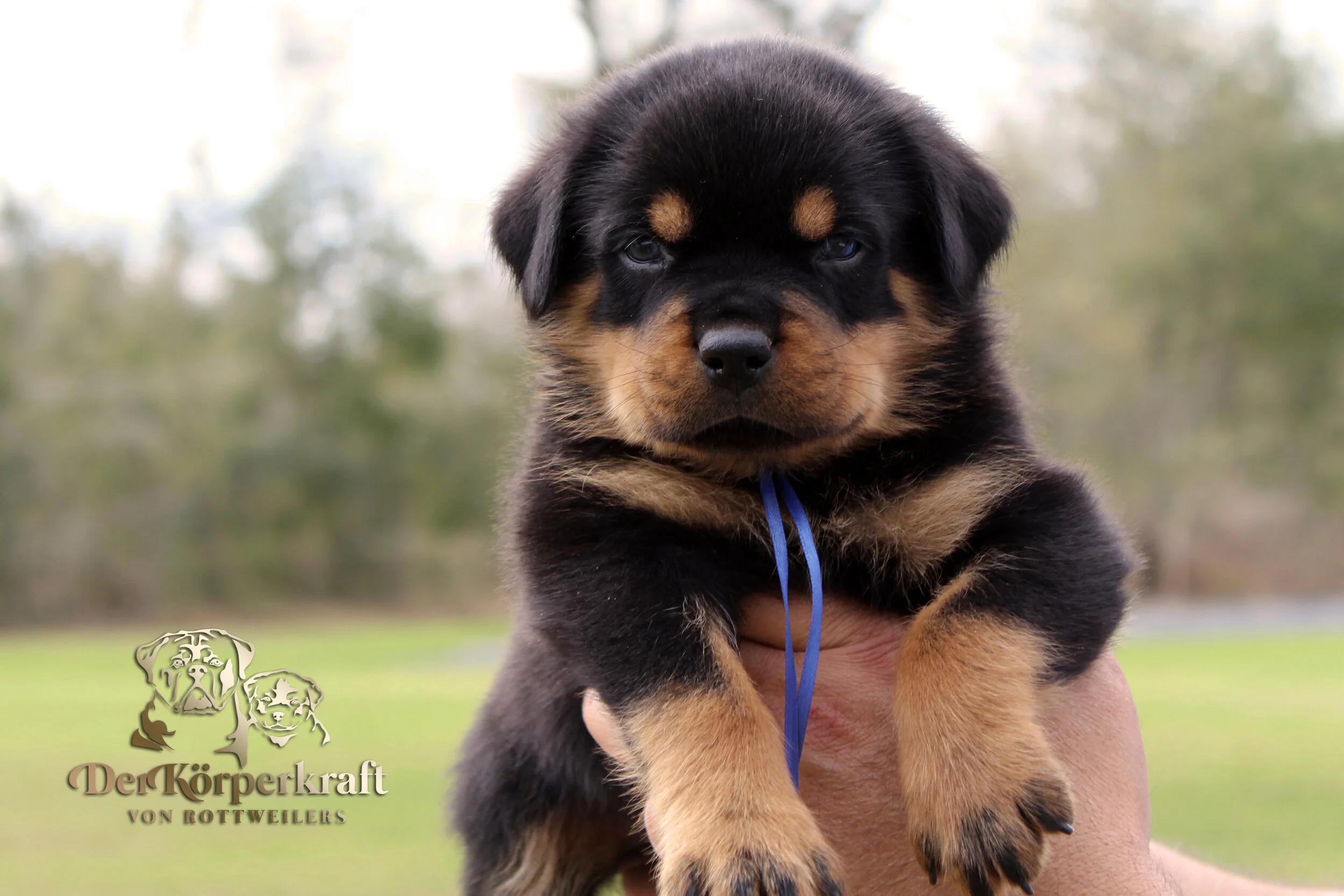 DKV Rottweilers | German Rottweiler Puppies For Sale | DKV Rottweilers ...