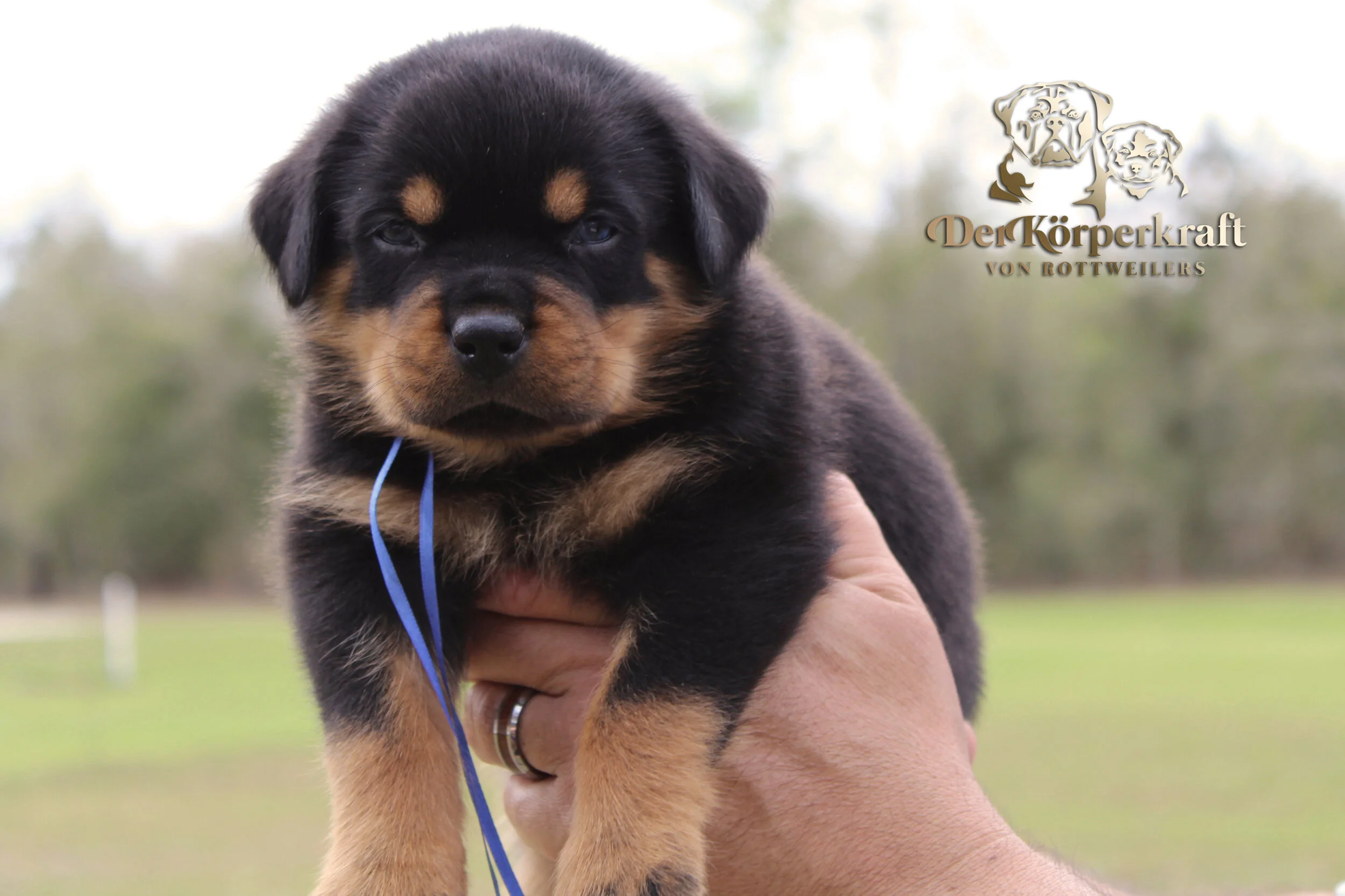 DKV Rottweilers | German Rottweiler Puppies For Sale | DKV Rottweilers ...