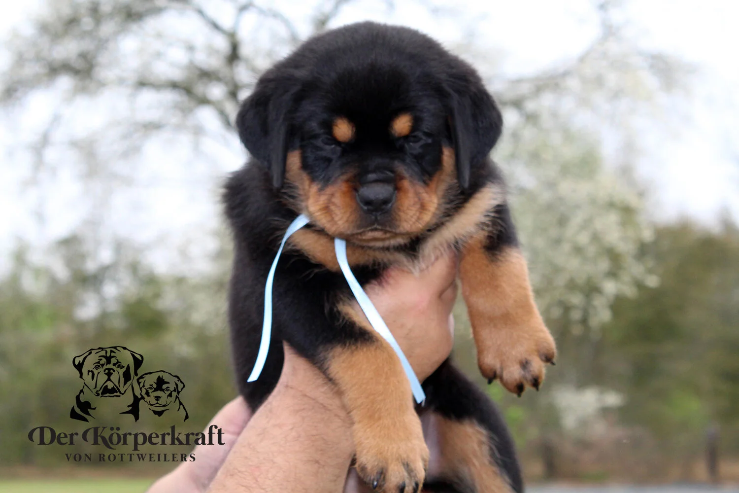 DKV Rottweilers | German Rottweiler Puppies For Sale | DKV Rottweilers ...