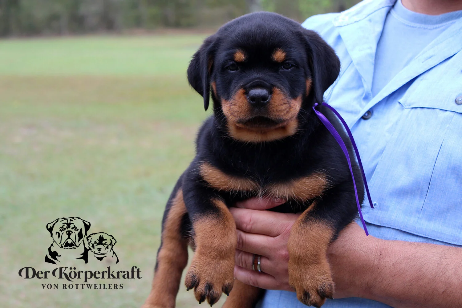 DKV Rottweilers | German Rottweiler Puppies For Sale | DKV Rottweilers ...