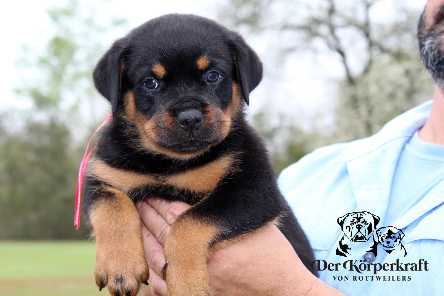 DKV Rottweilers German Rottweiler Puppies For Sale DKV Rottweilers