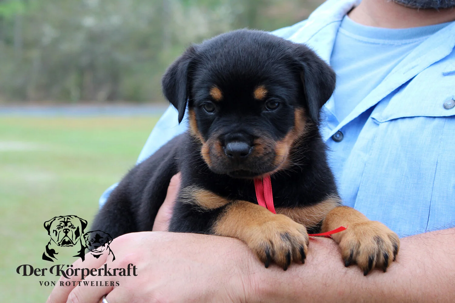 DKV Rottweilers | German Rottweiler Puppies For Sale | DKV Rottweilers ...