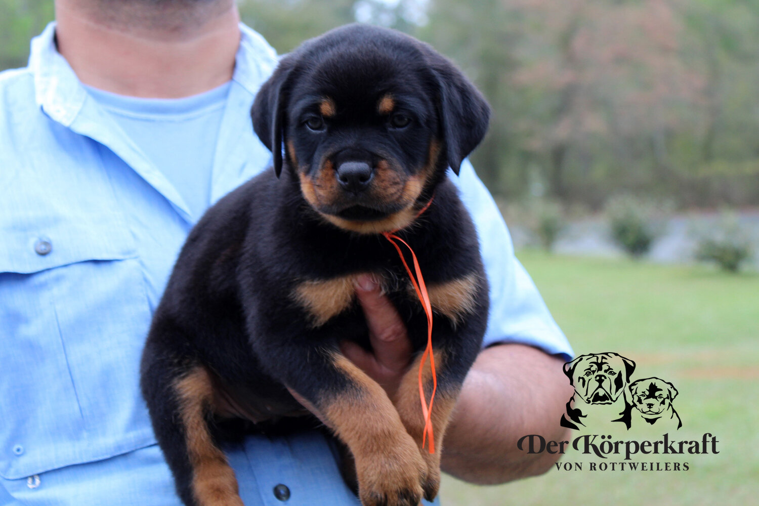 DKV Rottweilers | German Rottweiler Puppies For Sale | DKV Rottweilers ...