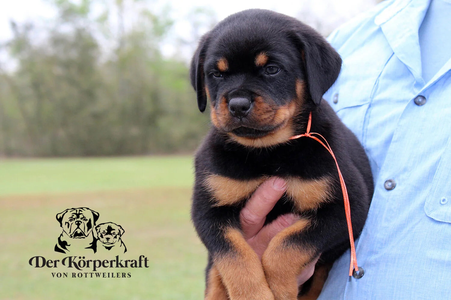 DKV Rottweilers | German Rottweiler Puppies For Sale | DKV Rottweilers ...