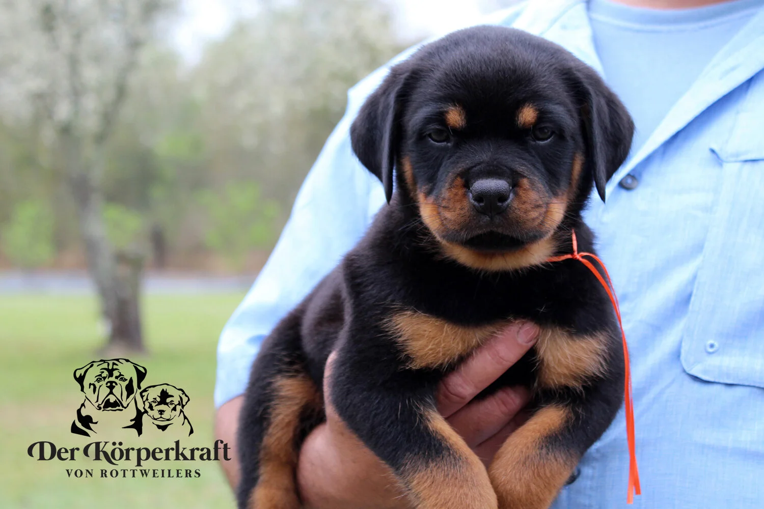 DKV Rottweilers | German Rottweiler Puppies For Sale | DKV Rottweilers ...