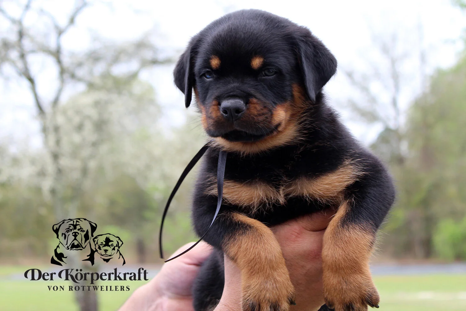 DKV Rottweilers | German Rottweiler Puppies For Sale | DKV Rottweilers ...