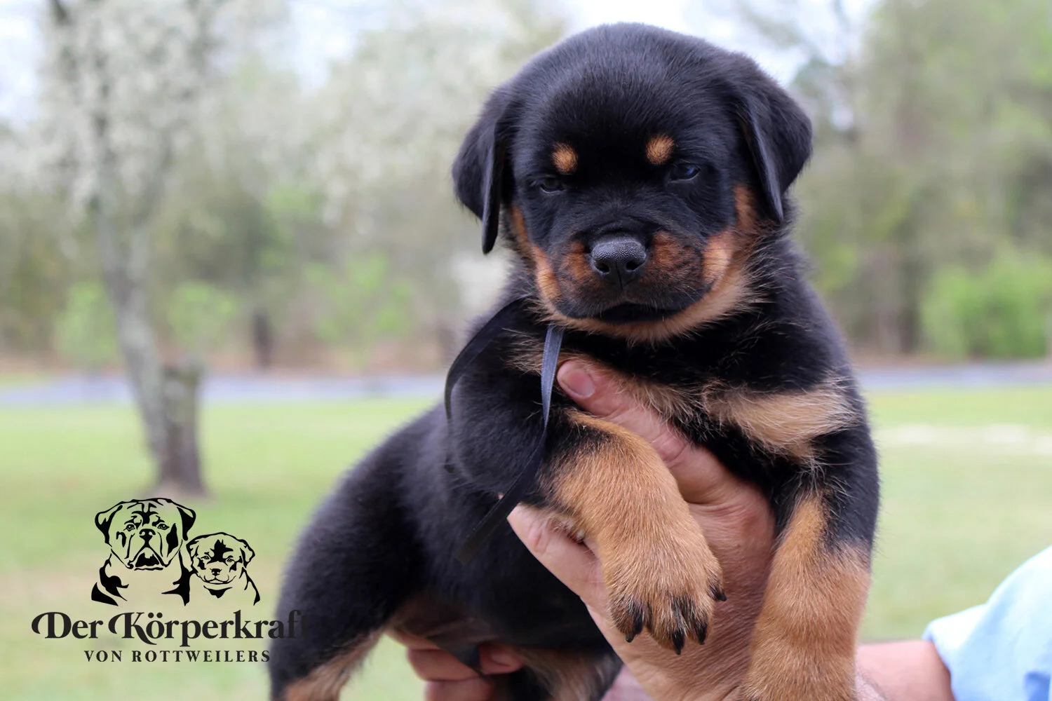 DKV Rottweilers | German Rottweiler Puppies For Sale | DKV Rottweilers ...