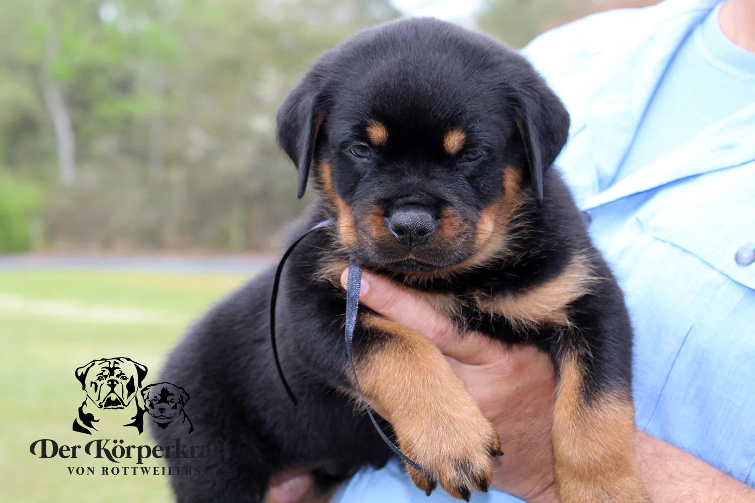 DKV Rottweilers | German Rottweiler Puppies For Sale | DKV Rottweilers ...