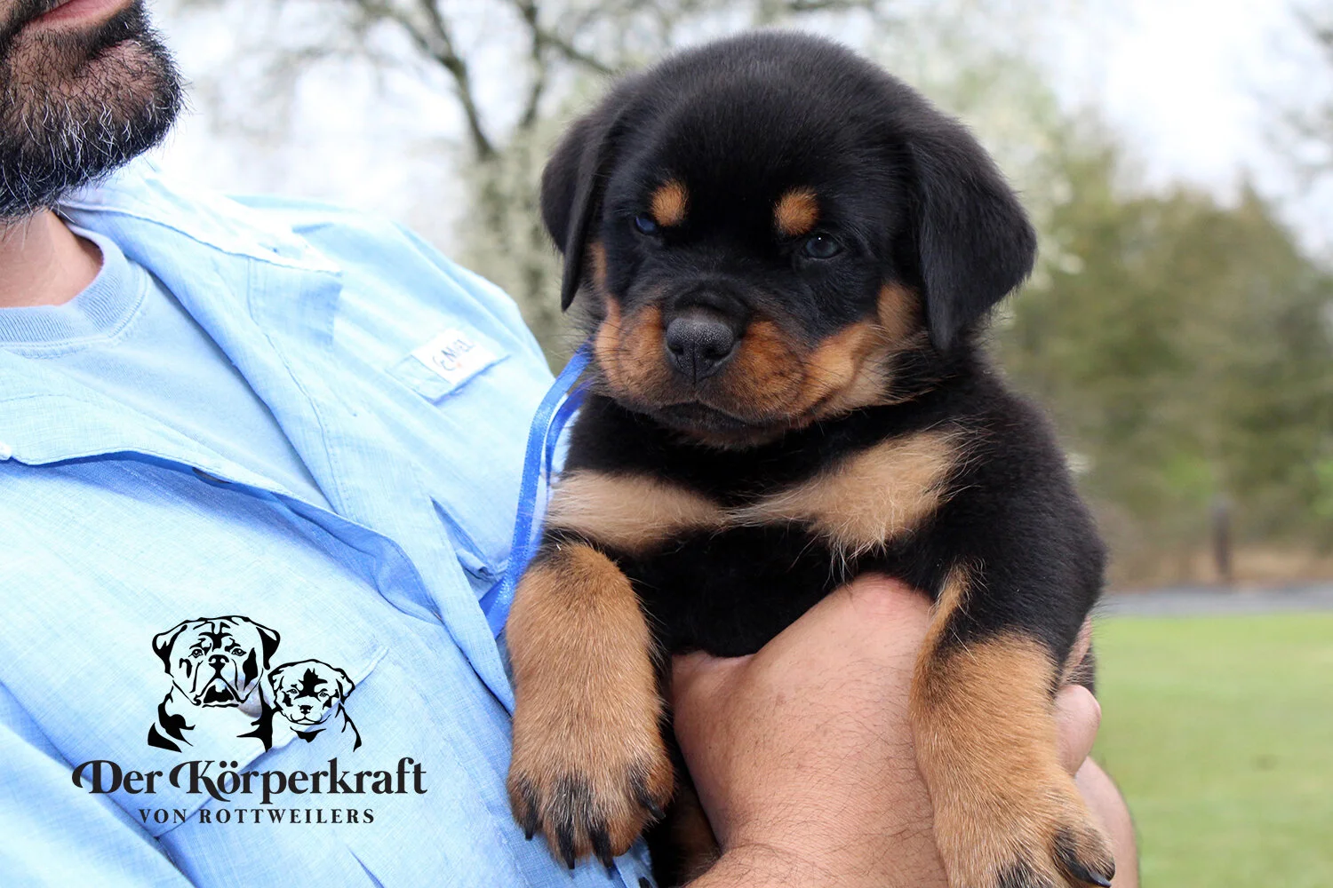DKV Rottweilers | German Rottweiler Puppies For Sale | DKV Rottweilers ...
