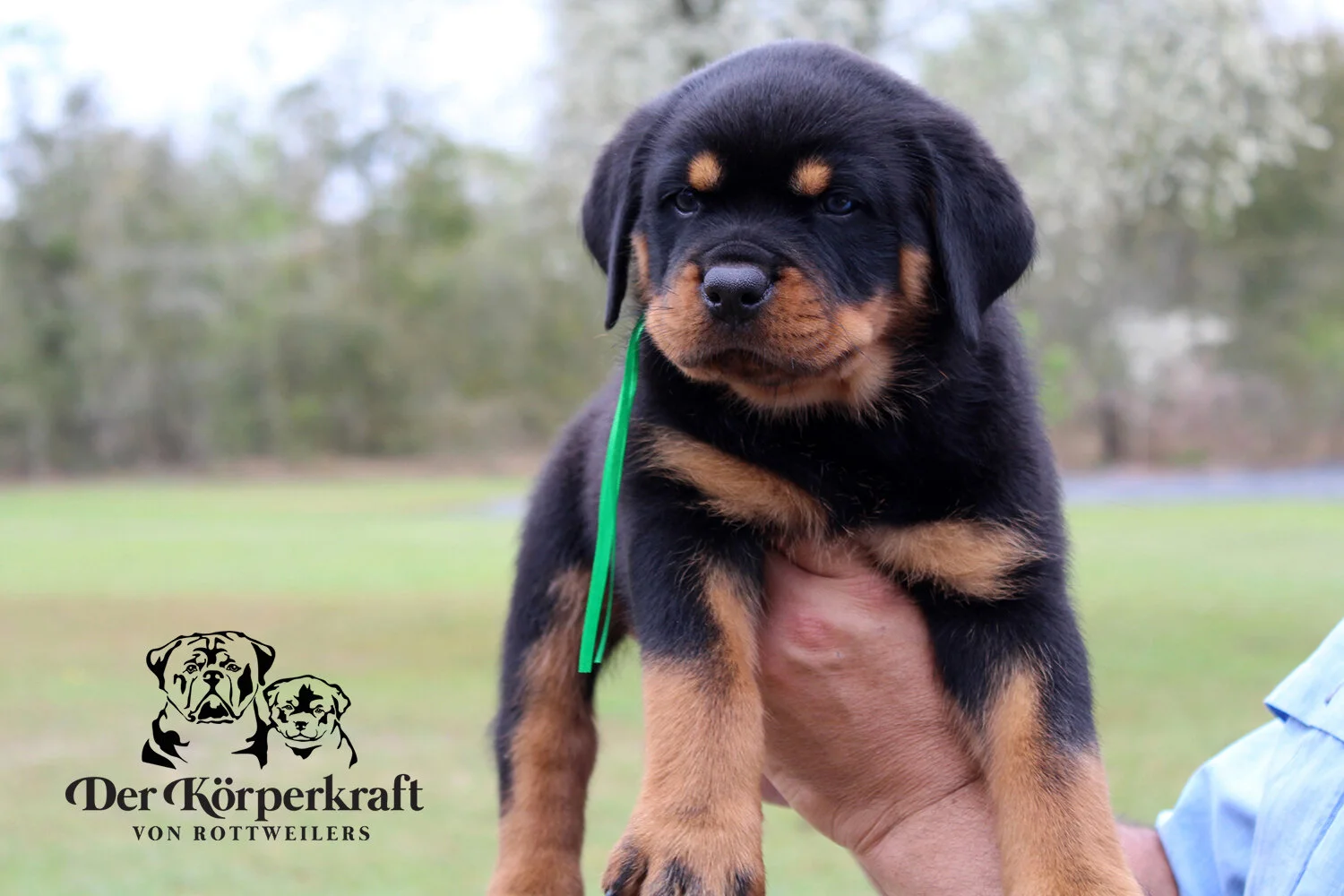 DKV Rottweilers | German Rottweiler Puppies For Sale | DKV Rottweilers ...