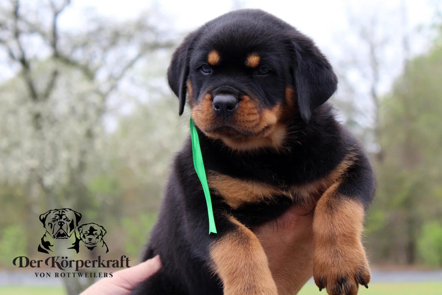 DKV Rottweilers | German Rottweiler Puppies For Sale | DKV Rottweilers ...