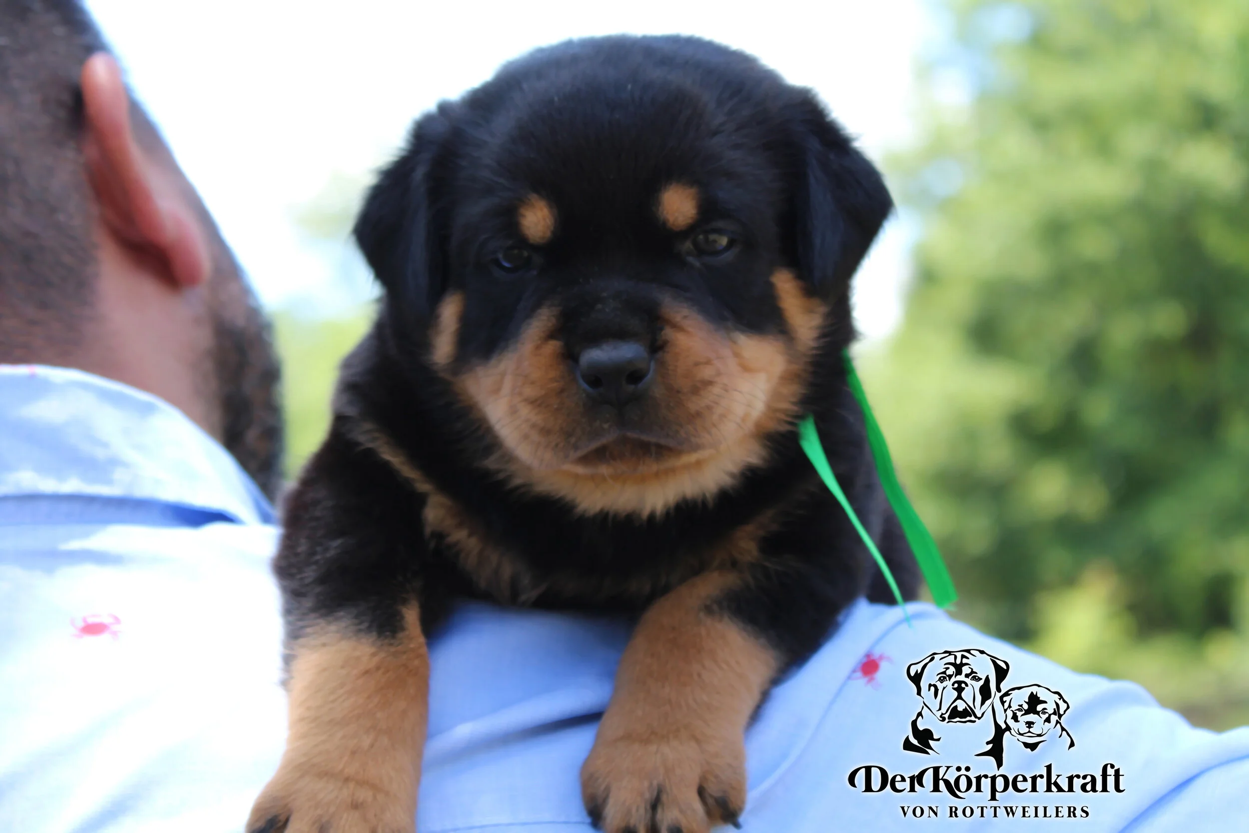 DKV Rottweilers | German Rottweiler Puppies For Sale | DKV Rottweilers ...