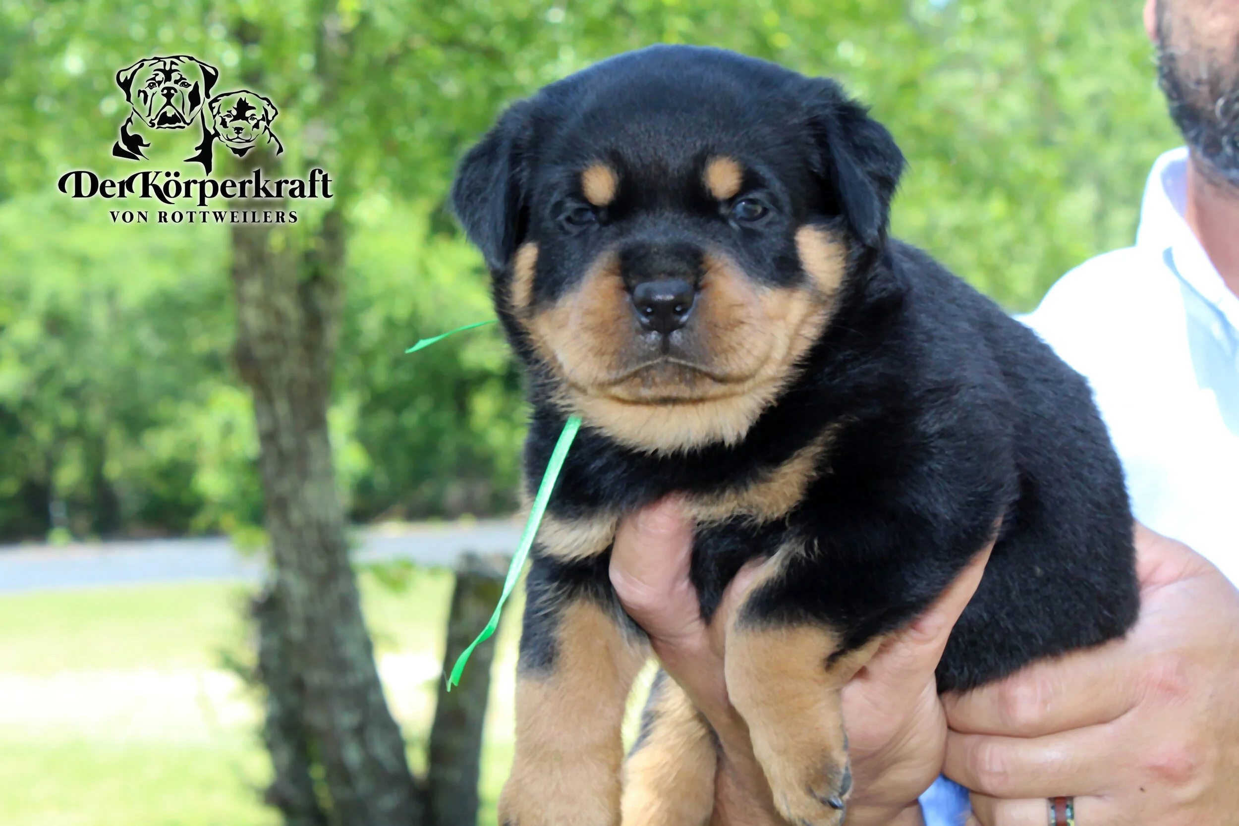 DKV Rottweilers | German Rottweiler Puppies For Sale | DKV Rottweilers ...