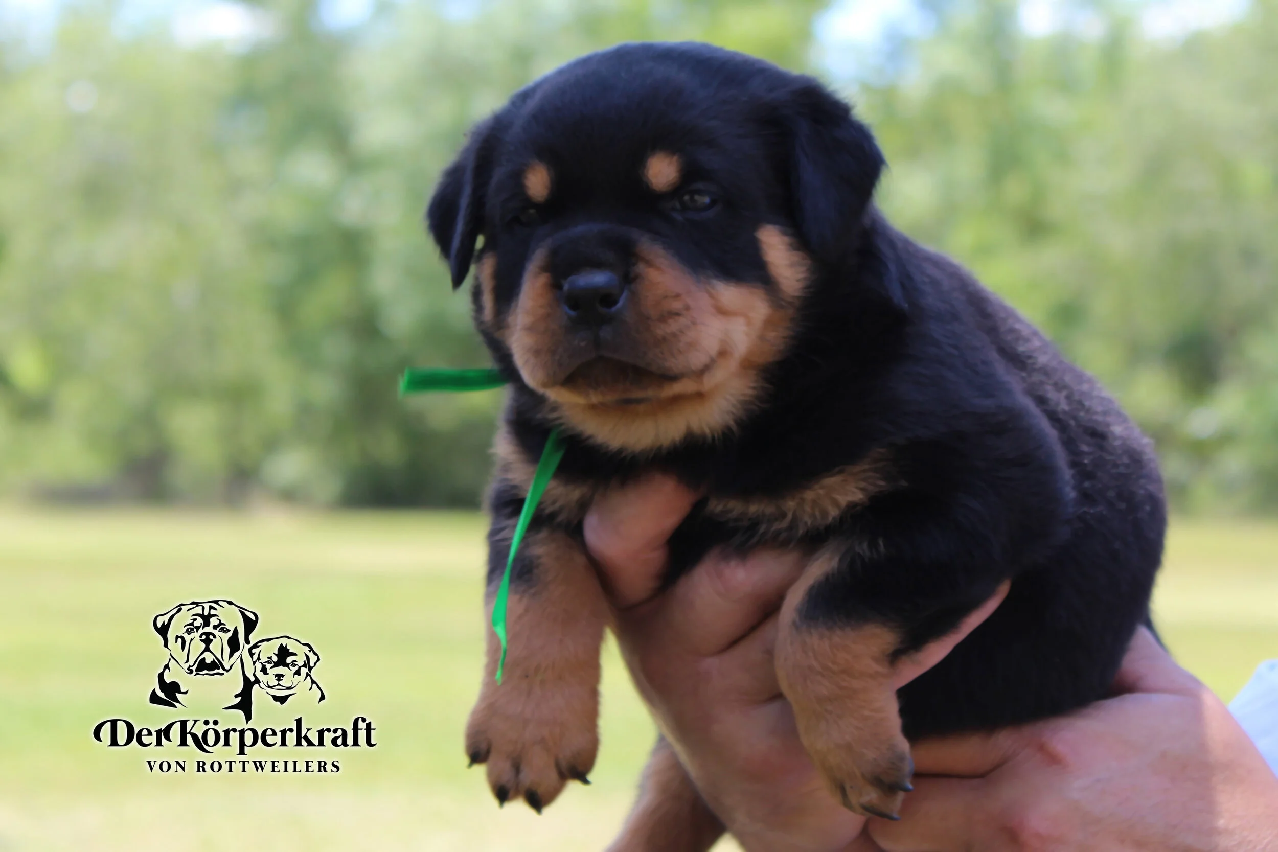 DKV Rottweilers | German Rottweiler Puppies For Sale | DKV Rottweilers ...