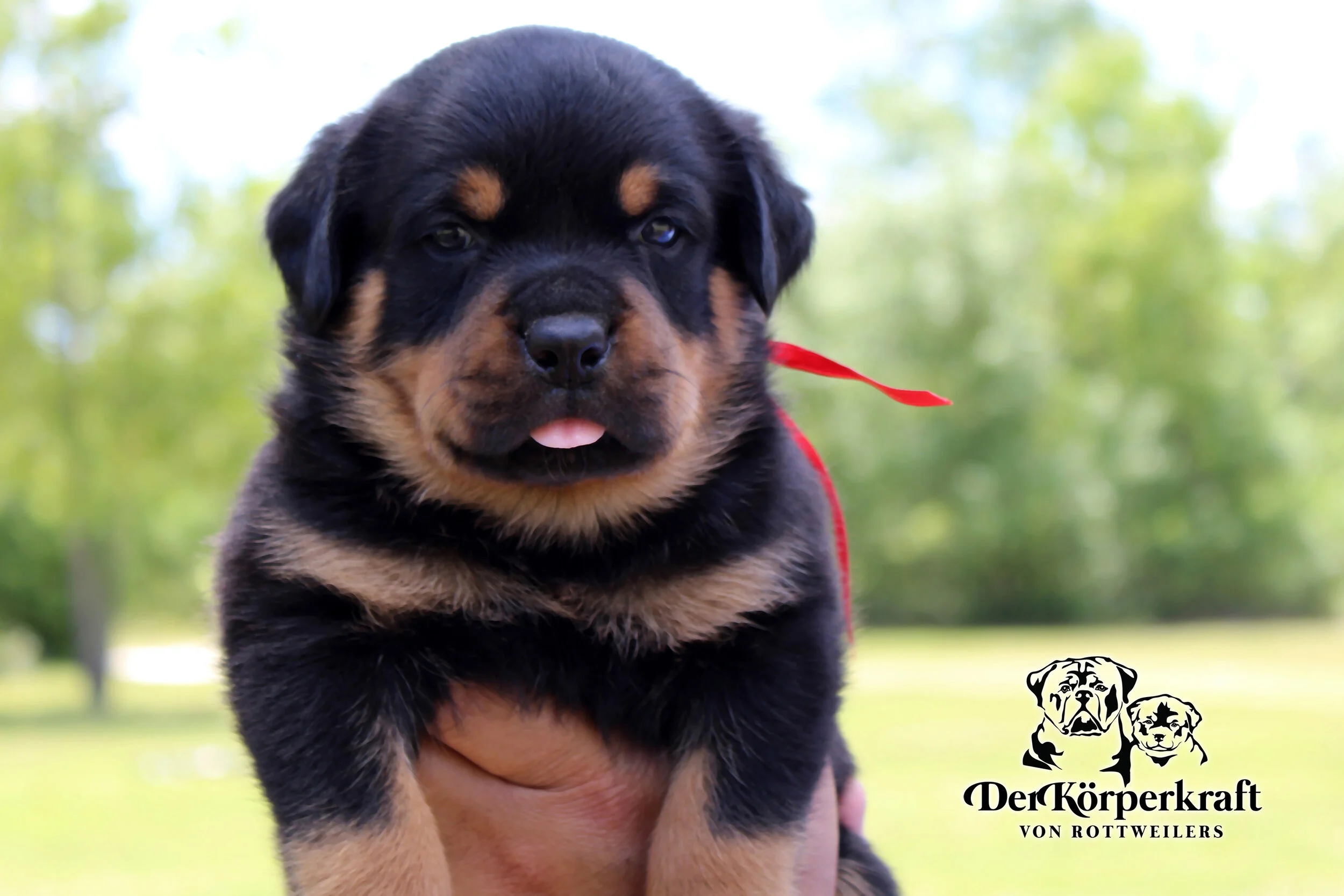 DKV Rottweilers | German Rottweiler Puppies For Sale | DKV Rottweilers ...