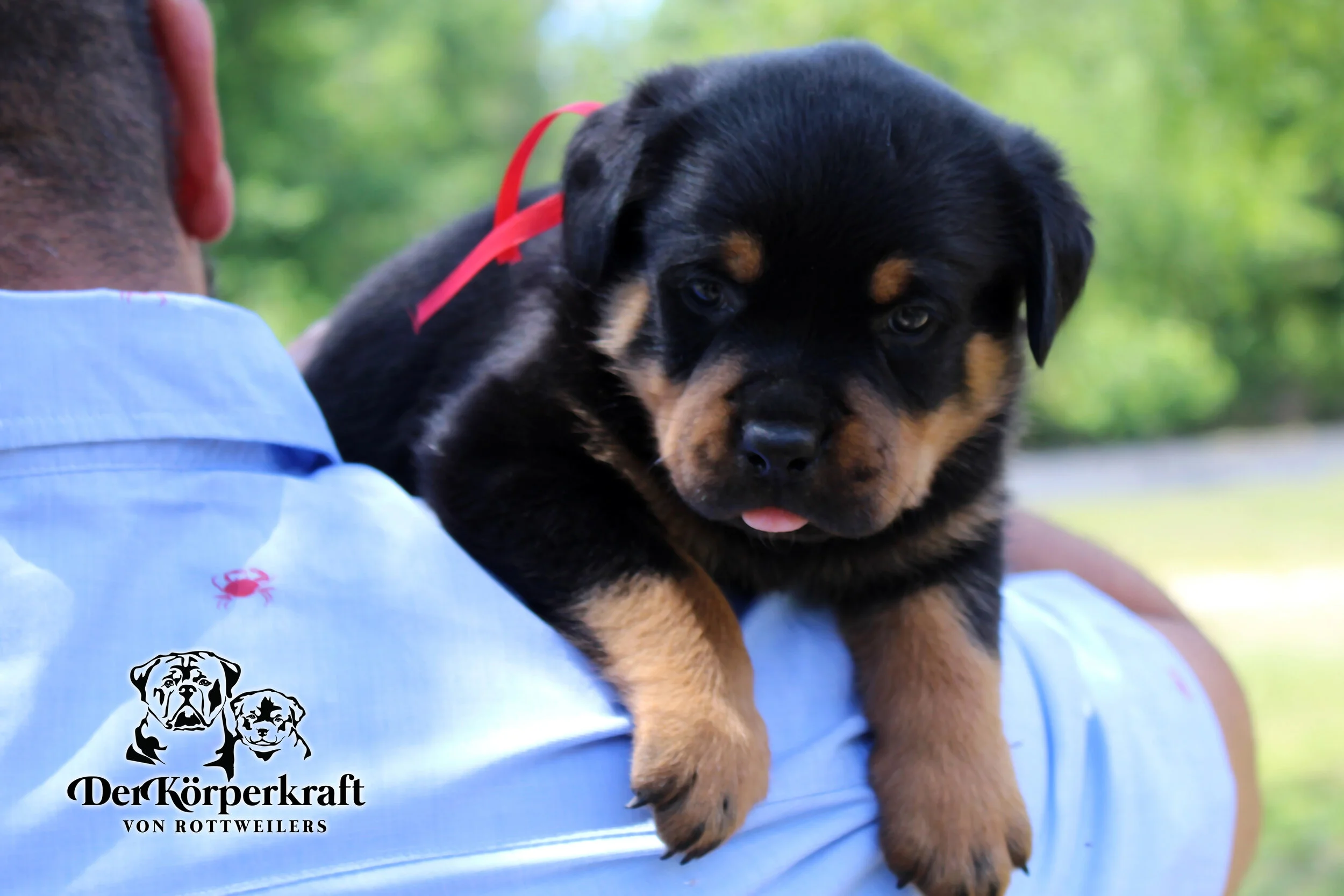DKV Rottweilers | German Rottweiler Puppies For Sale | DKV Rottweilers ...