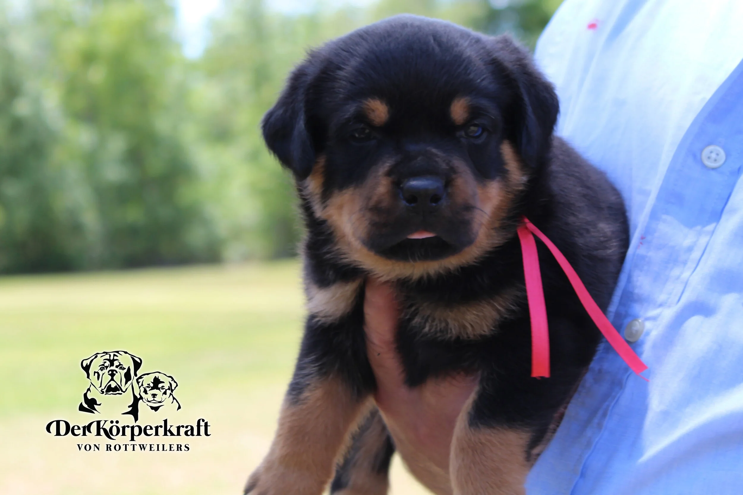 5C-Rocky-Elga-4wk-Red (3).JPG