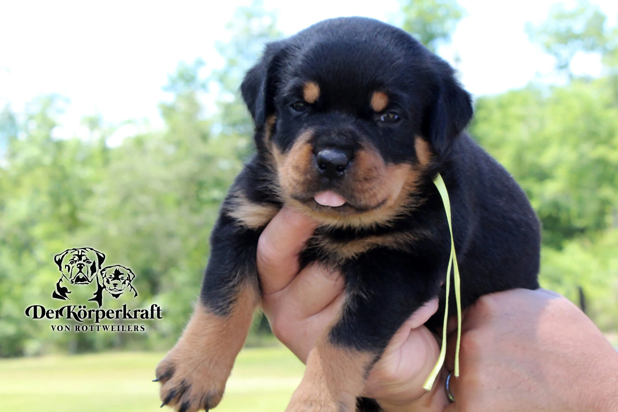 5C-Rocky-Elga-4wk-Yellow (1).JPG