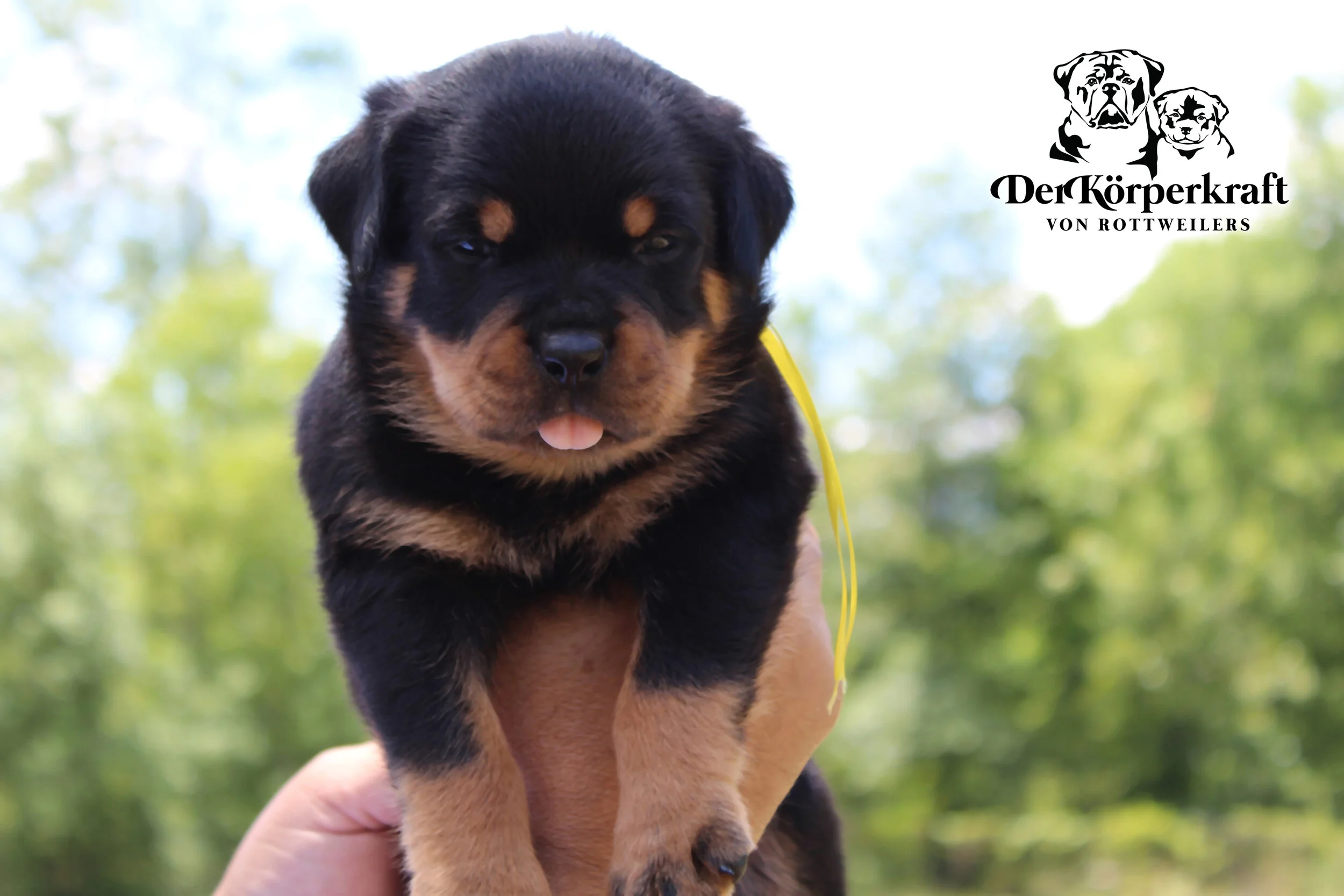 DKV Rottweilers | German Rottweiler Puppies For Sale | DKV Rottweilers ...