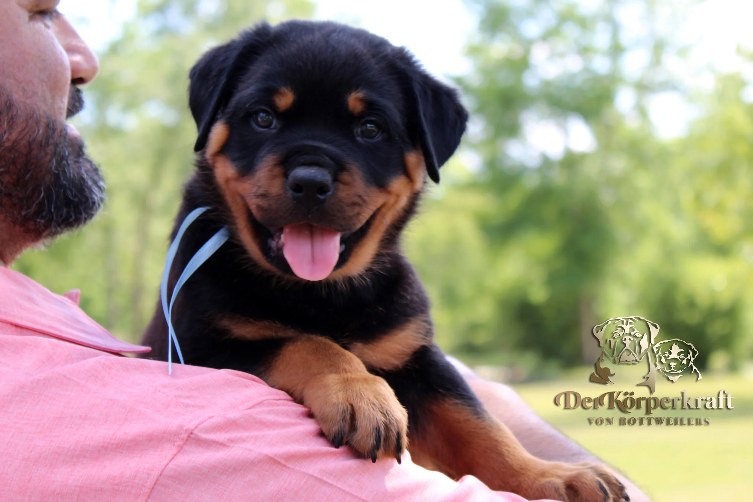 DKV Rottweilers | German Rottweiler Puppies For Sale | DKV Rottweilers ...