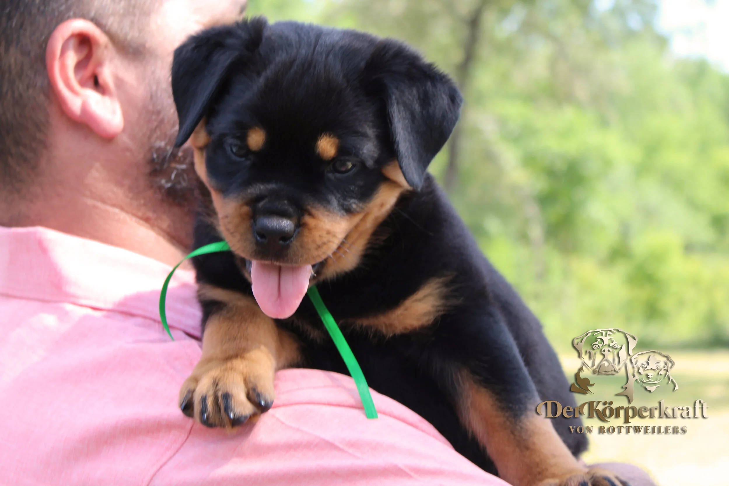 DKV Rottweilers | German Rottweiler Puppies For Sale | DKV Rottweilers ...