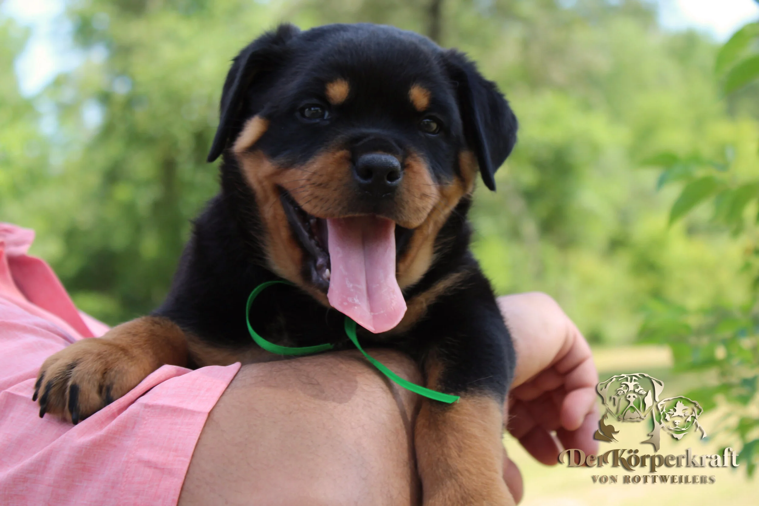 DKV Rottweilers | German Rottweiler Puppies For Sale | DKV Rottweilers ...