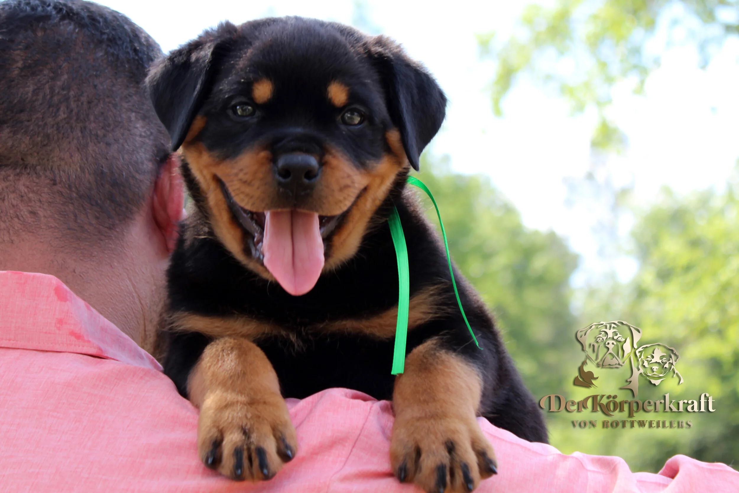 DKV Rottweilers | German Rottweiler Puppies For Sale | DKV Rottweilers ...