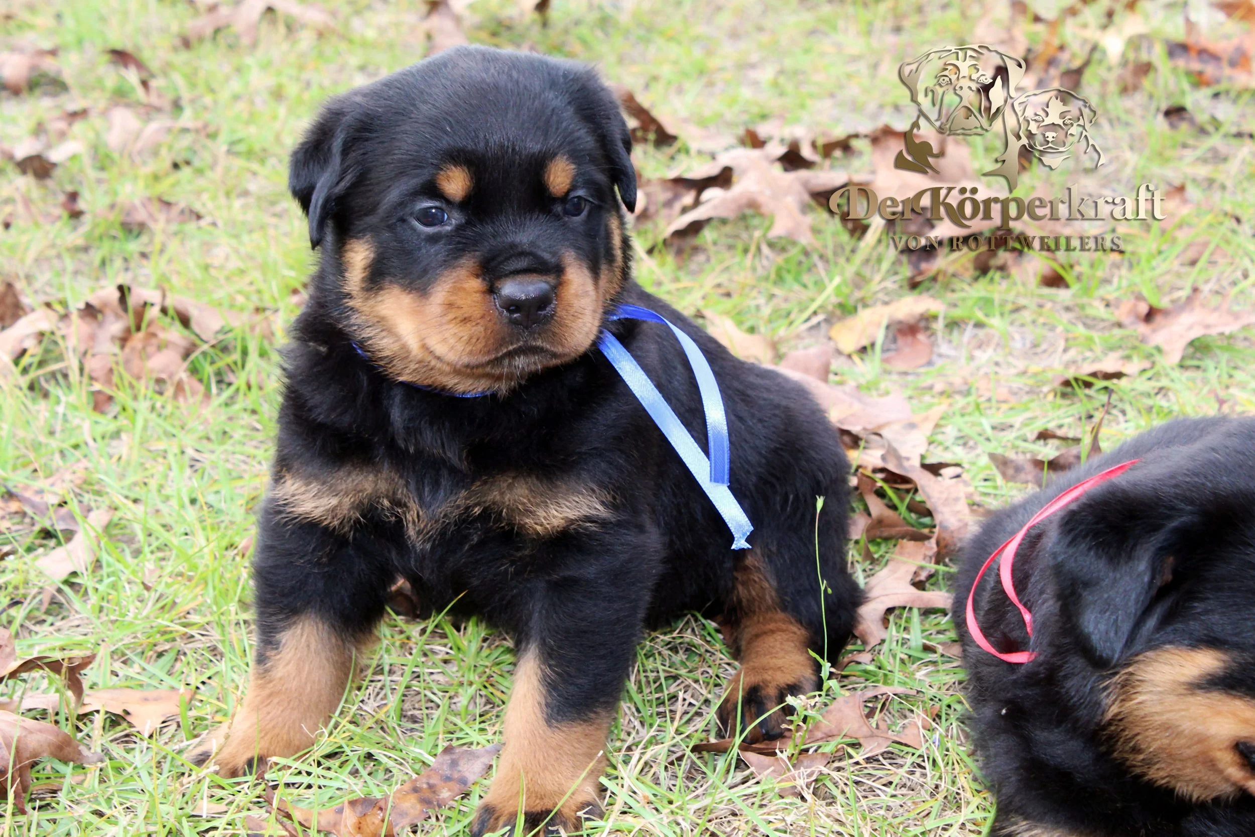 DKV Rottweilers | German Rottweiler Puppies For Sale | DKV Rottweilers ...