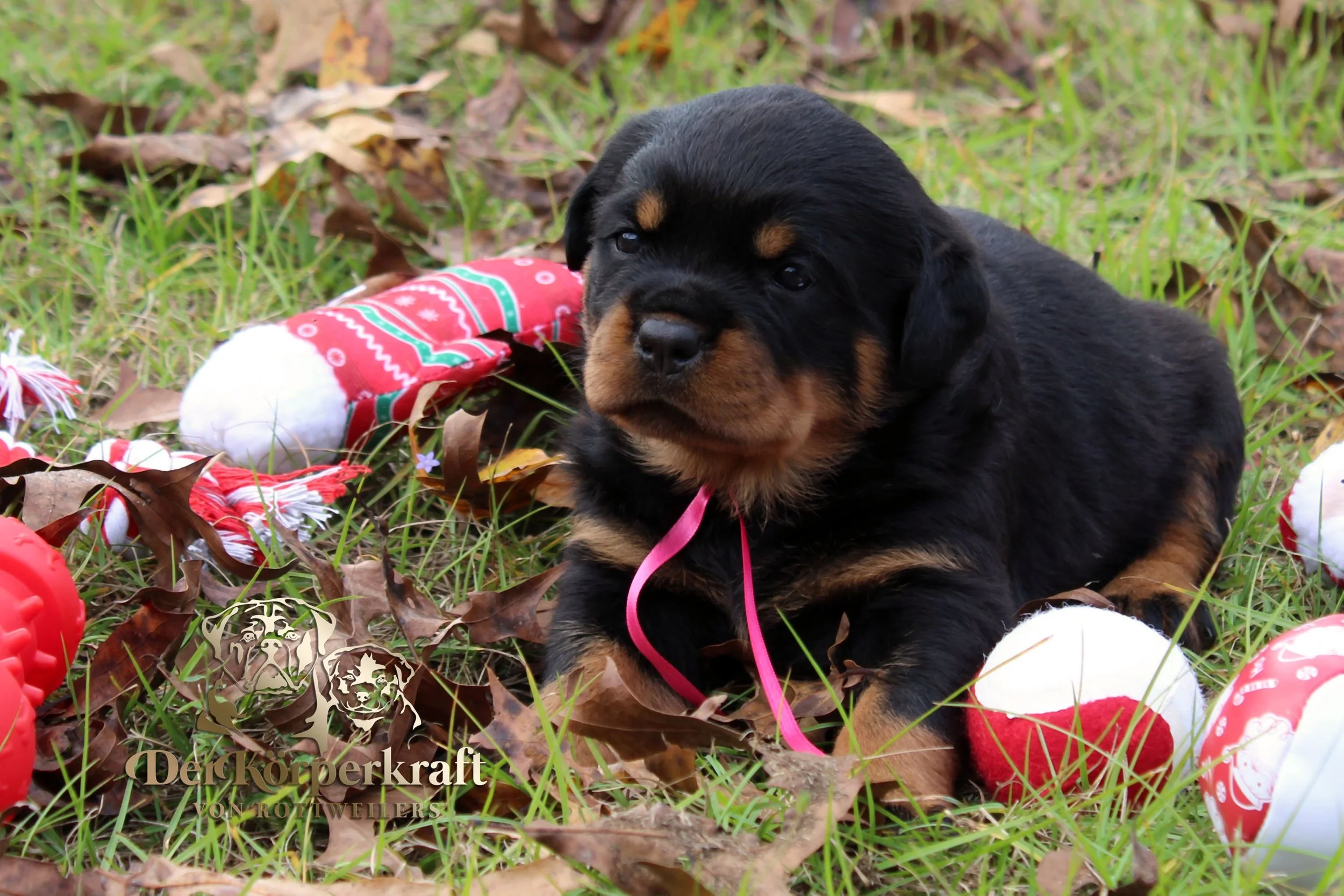 DKV Rottweilers | German Rottweiler Puppies For Sale | DKV Rottweilers ...