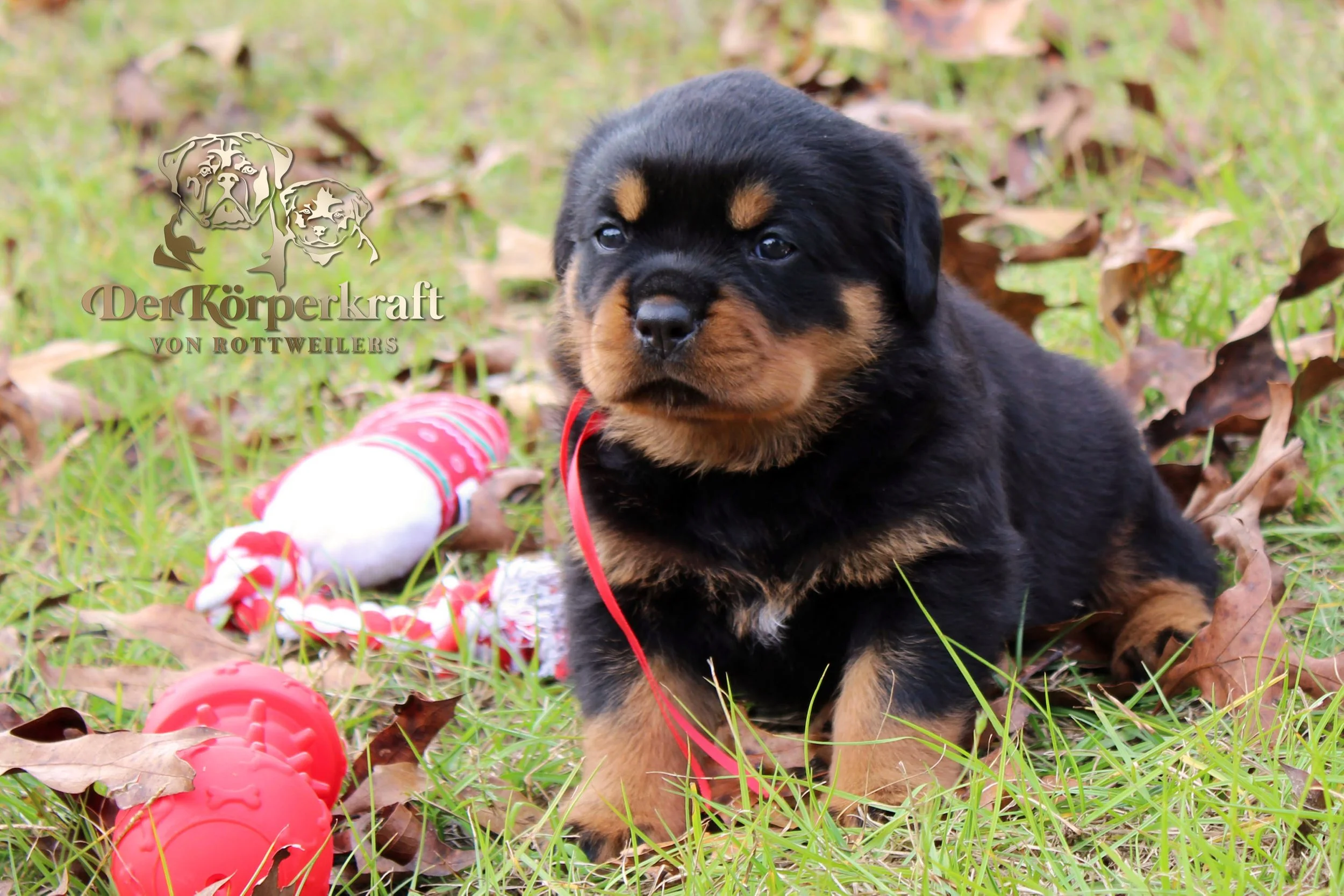 DKV Rottweilers | German Rottweiler Puppies For Sale | DKV Rottweilers ...