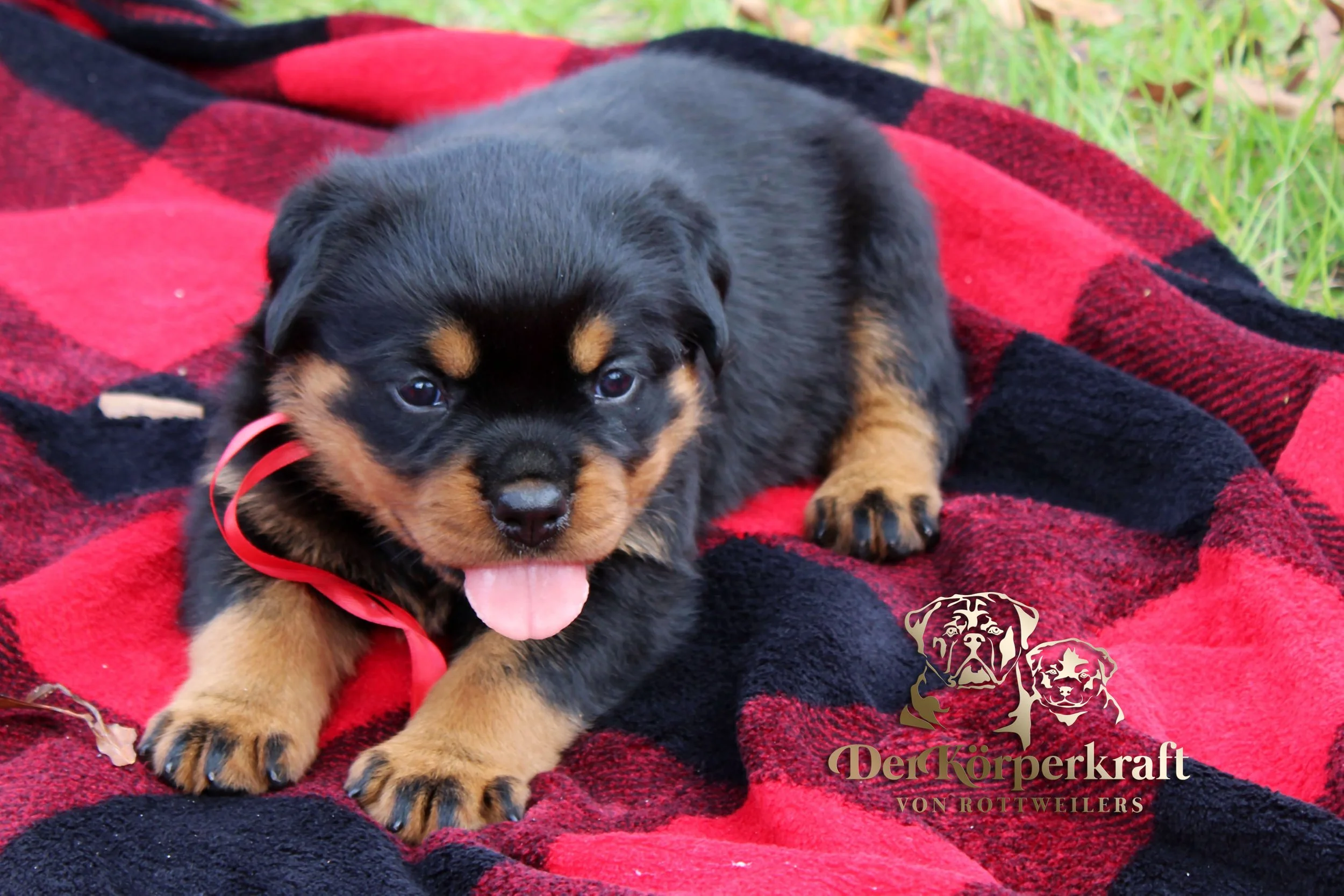 DKV Rottweilers German Rottweiler Puppies For Sale DKV Rottweilers