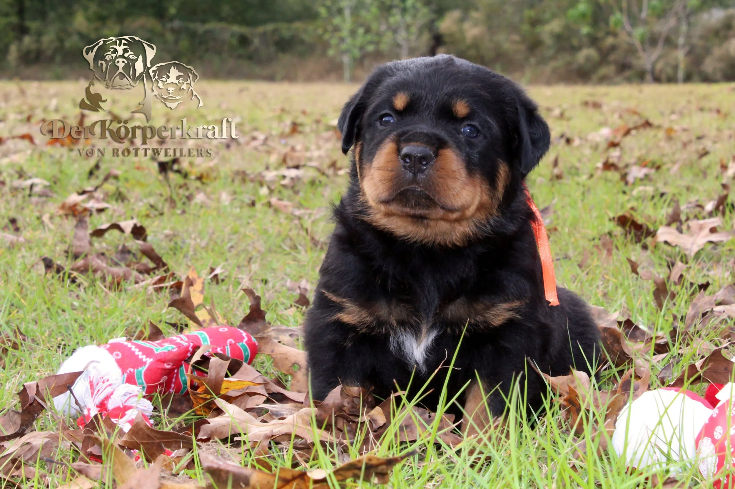 DKV Rottweilers | German Rottweiler Puppies For Sale | DKV Rottweilers ...