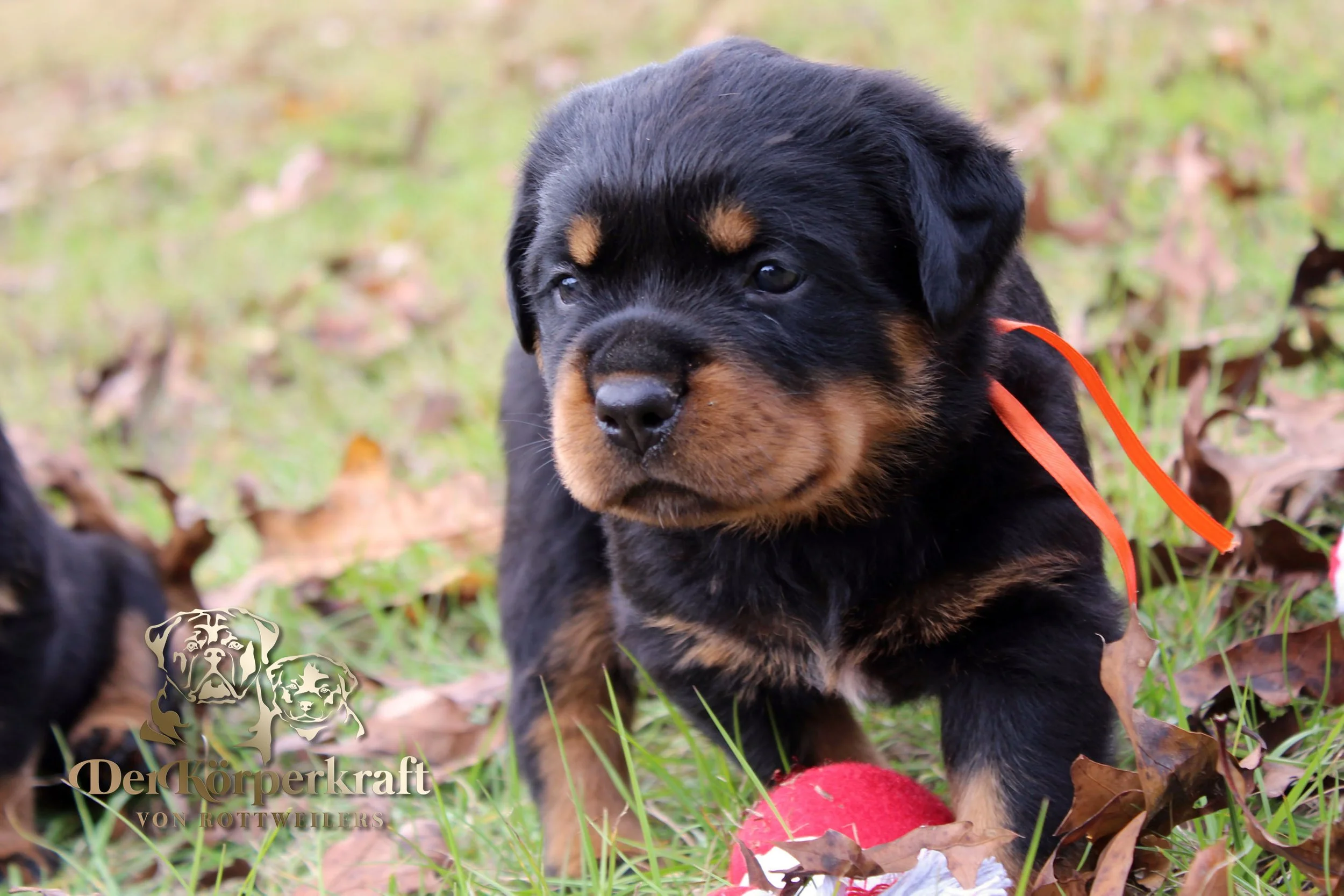 DKV Rottweilers | German Rottweiler Puppies For Sale | DKV Rottweilers ...