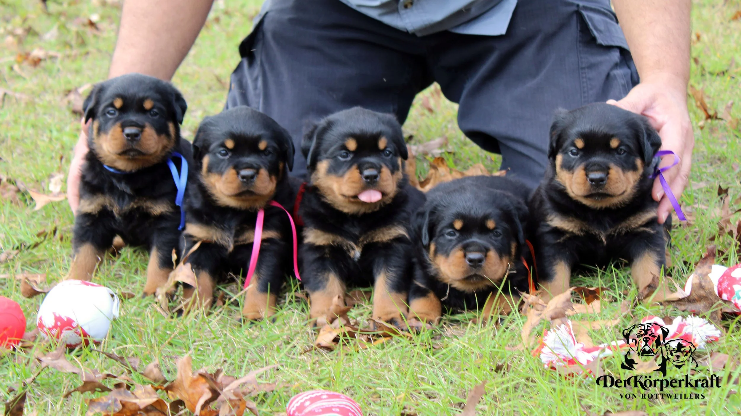DKV Rottweilers | German Rottweiler Puppies For Sale | DKV Rottweilers ...