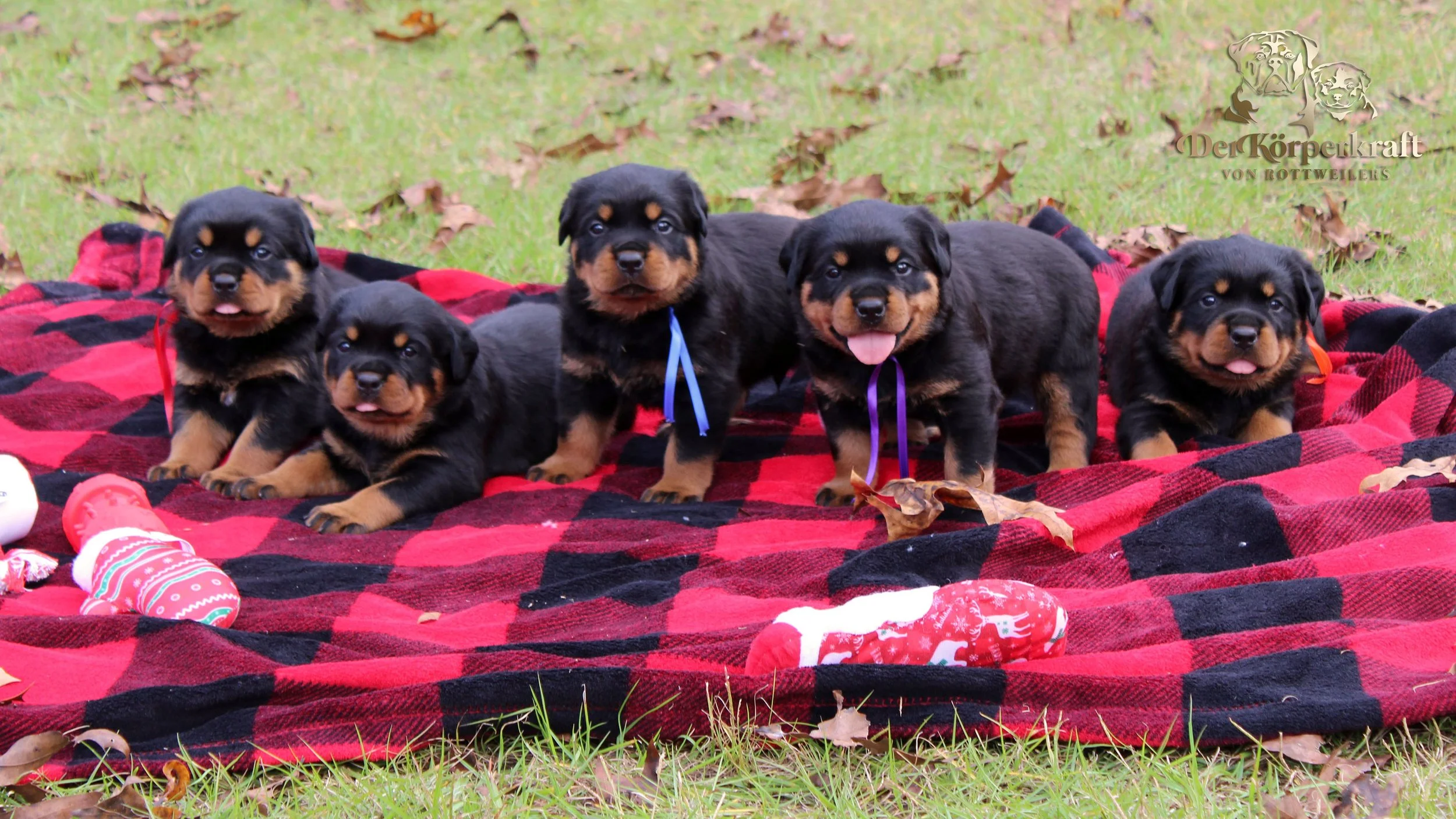 DKV Rottweilers | German Rottweiler Puppies For Sale | DKV Rottweilers ...