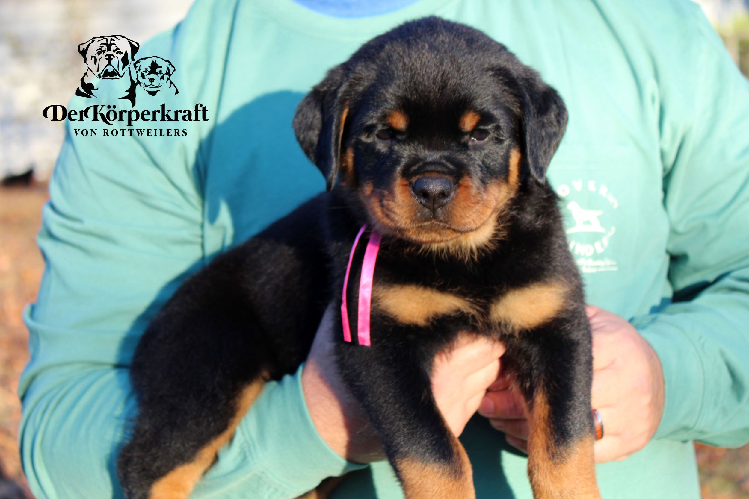 DKV Rottweilers | German Rottweiler Puppies For Sale | DKV Rottweilers ...
