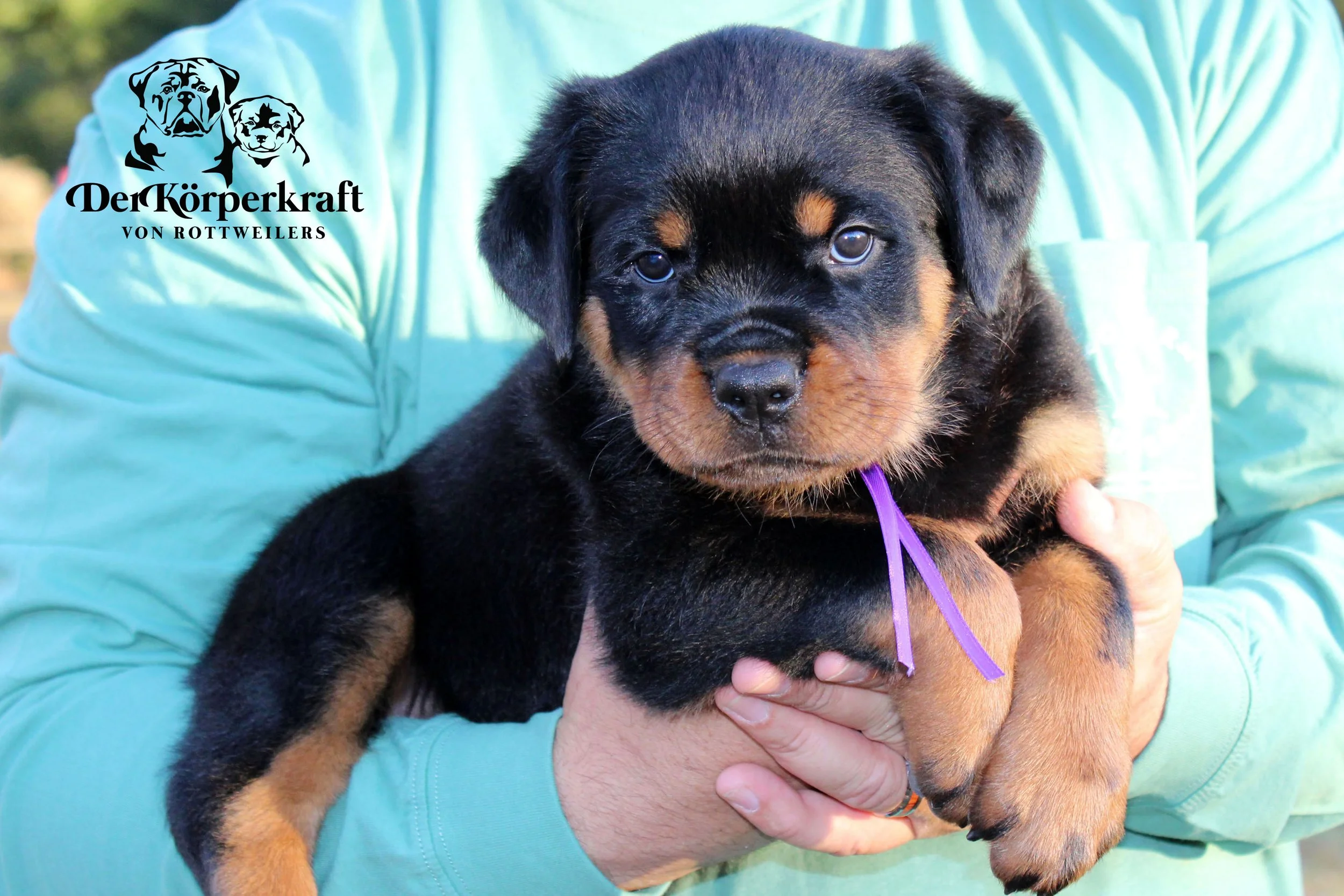 DKV Rottweilers | German Rottweiler Puppies For Sale | DKV Rottweilers ...