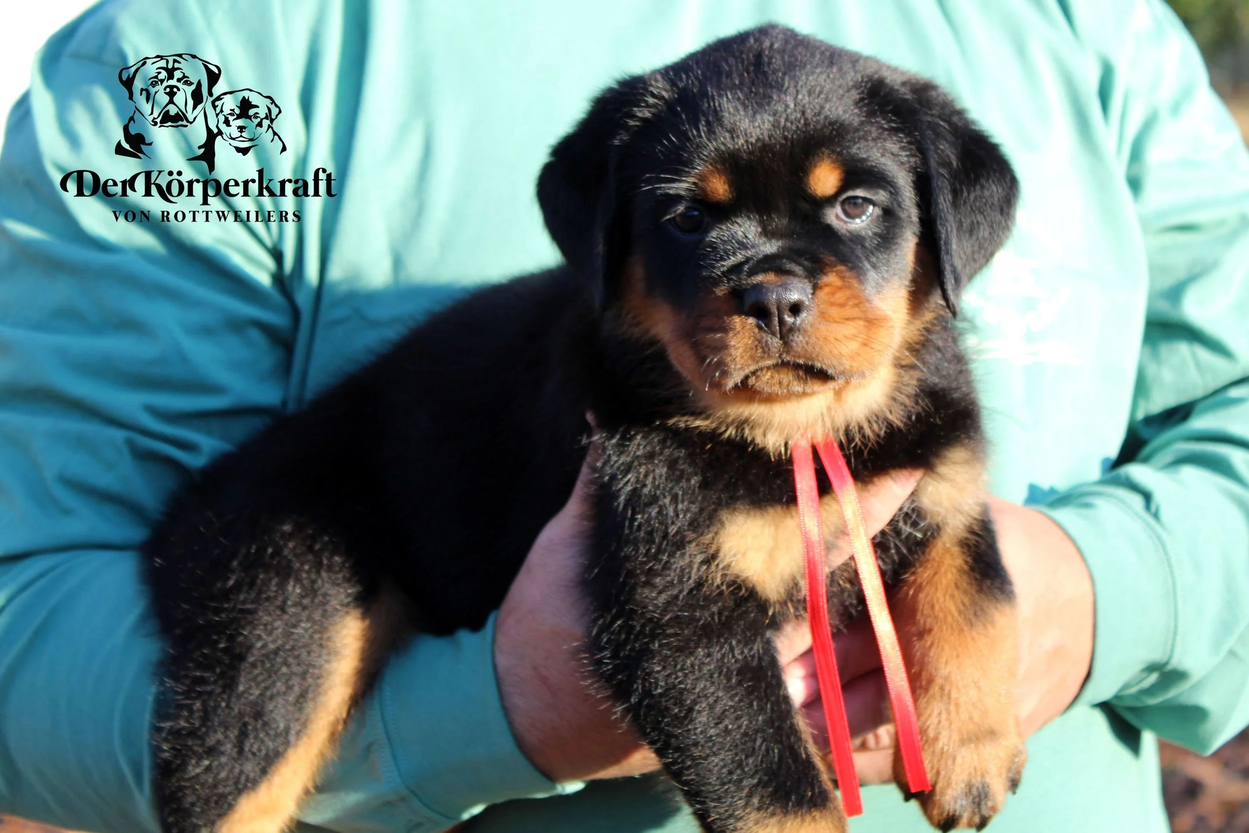 DKV Rottweilers German Rottweiler Puppies For Sale DKV Rottweilers