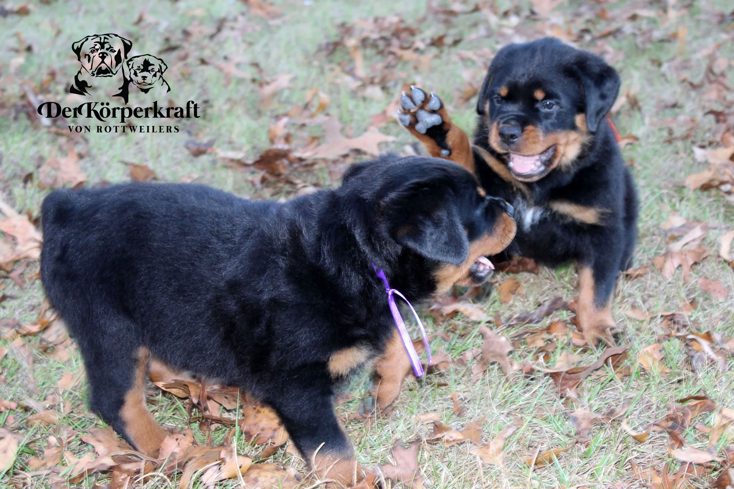 DKV Rottweilers | German Rottweiler Puppies For Sale | DKV Rottweilers ...
