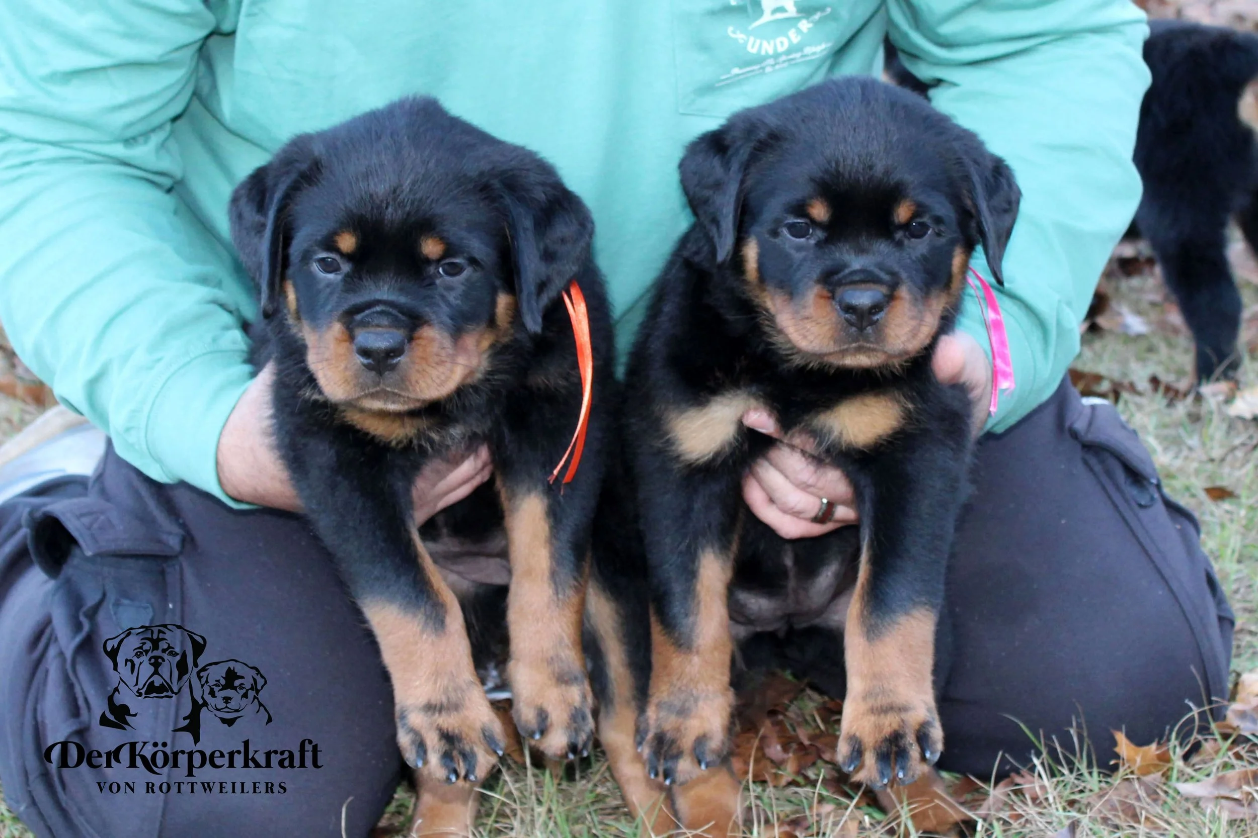 DKV Rottweilers | German Rottweiler Puppies For Sale | DKV Rottweilers ...